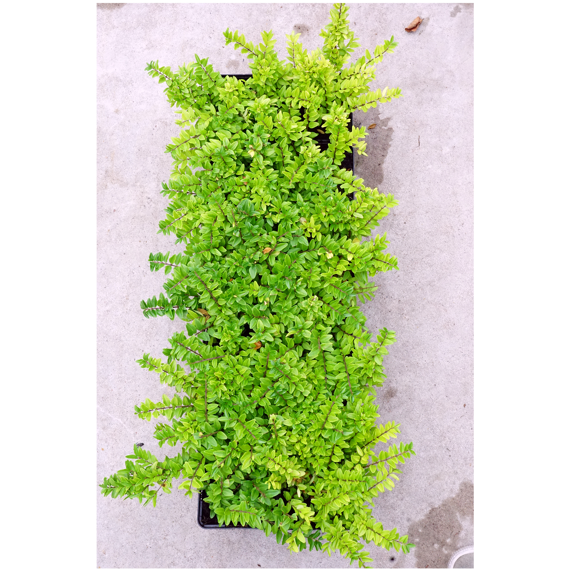 Bodendecker Strauch Hecke immergrün