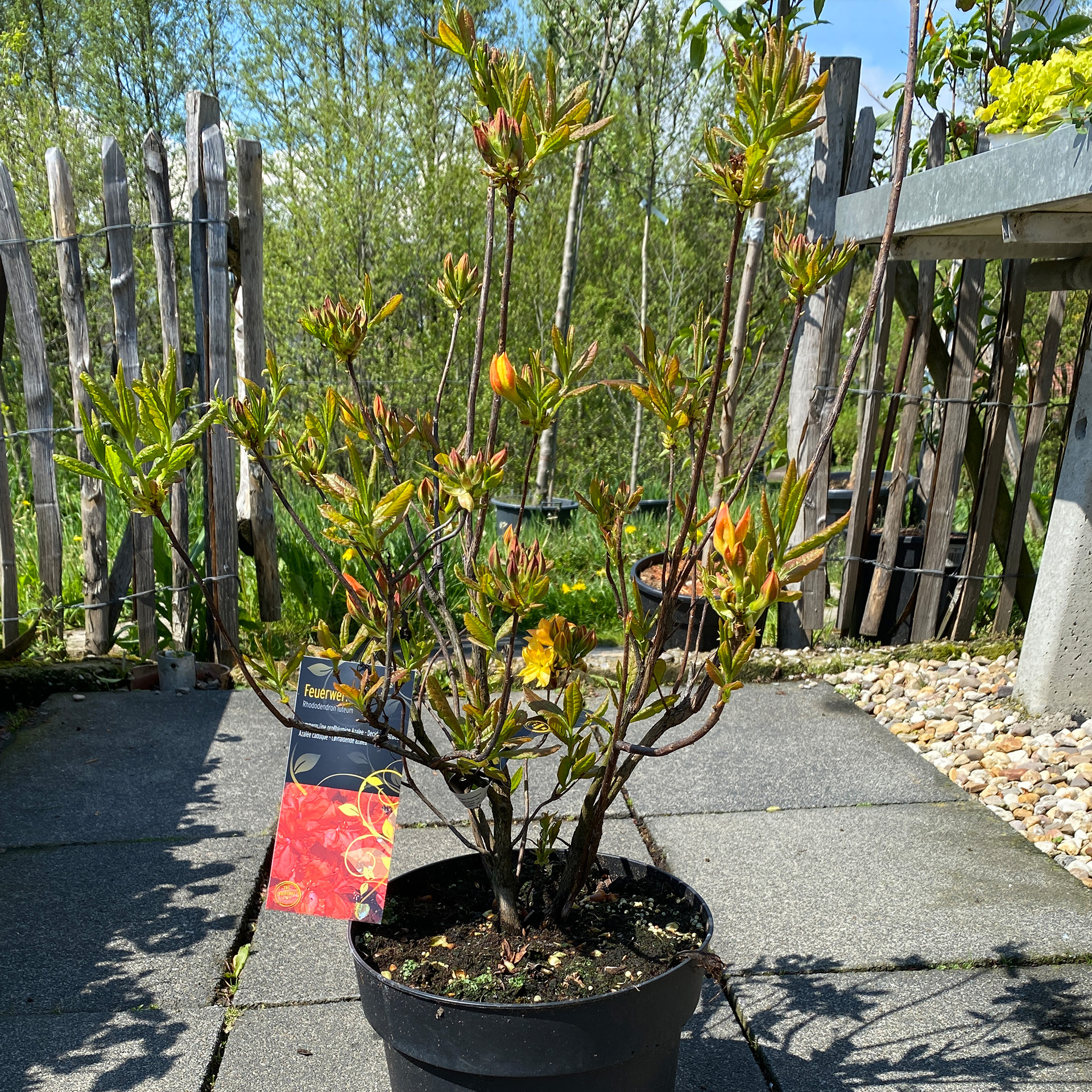 Laubabwerfende Azalee - Rhododendron luteum 'Feuerwerk' , C10 50-60cm