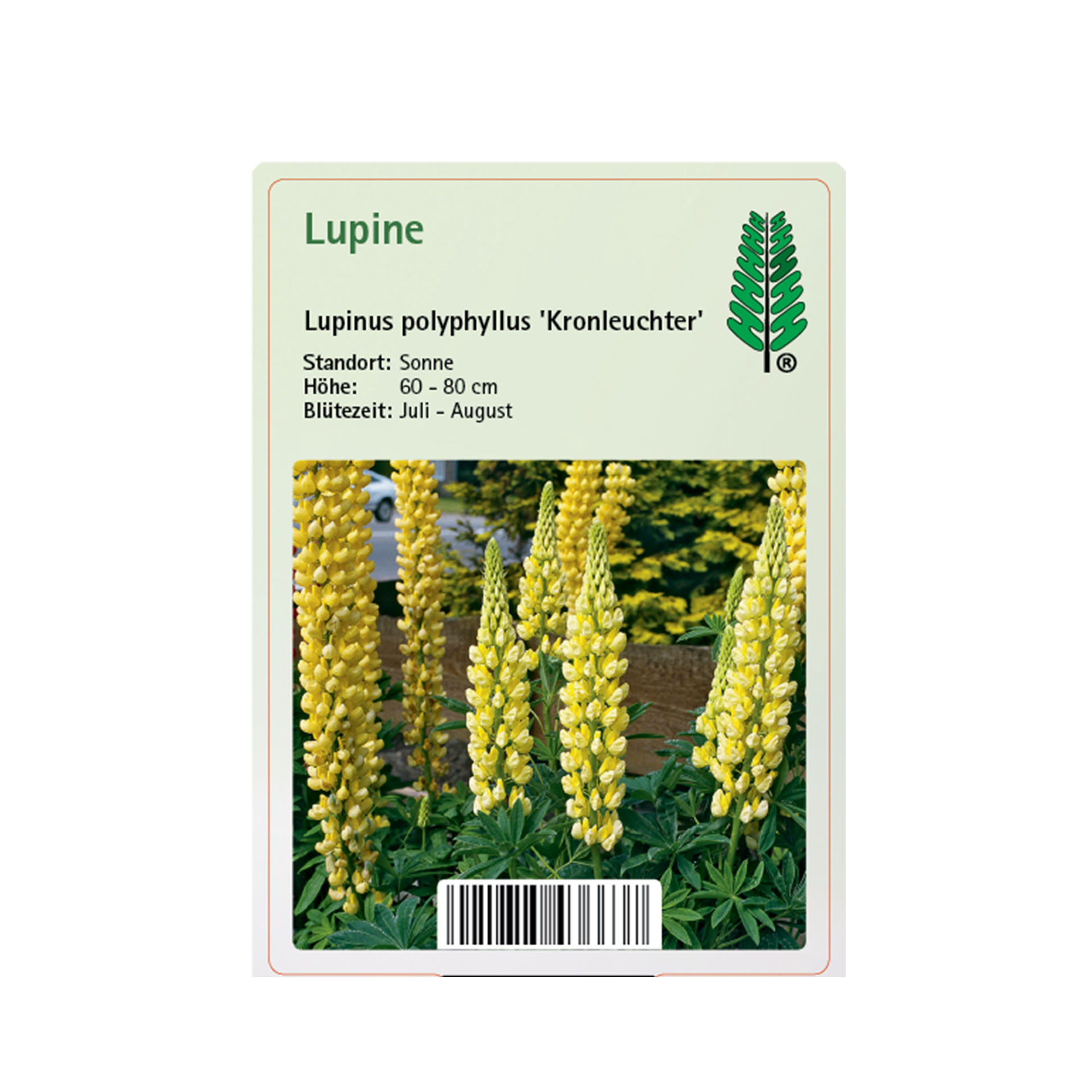 Lupine - Lupinus polyphyllus 'Kronleuchter'