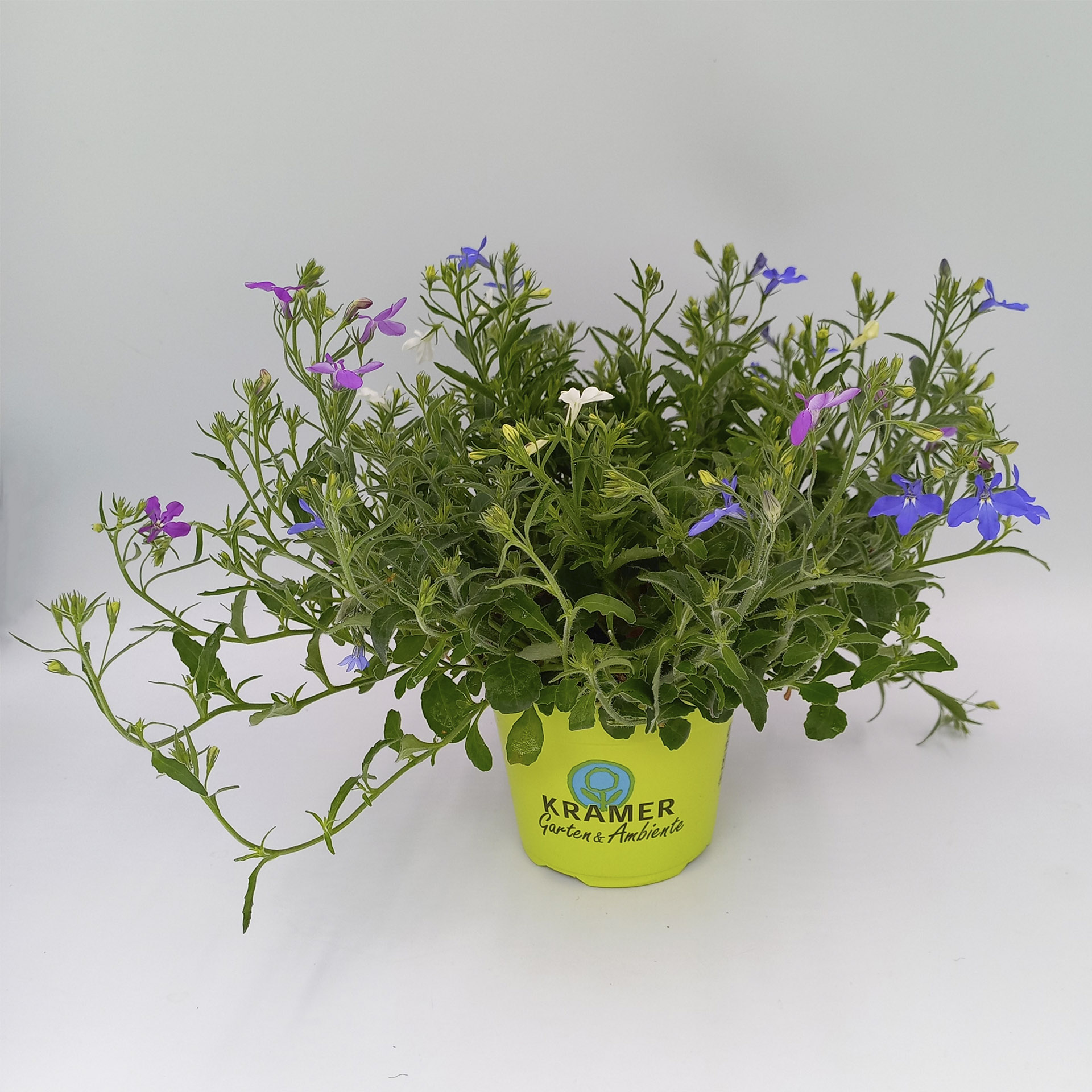 Männertreu/Lobelie mit drei verschiedenen Blütenfarben im Pflanztopf