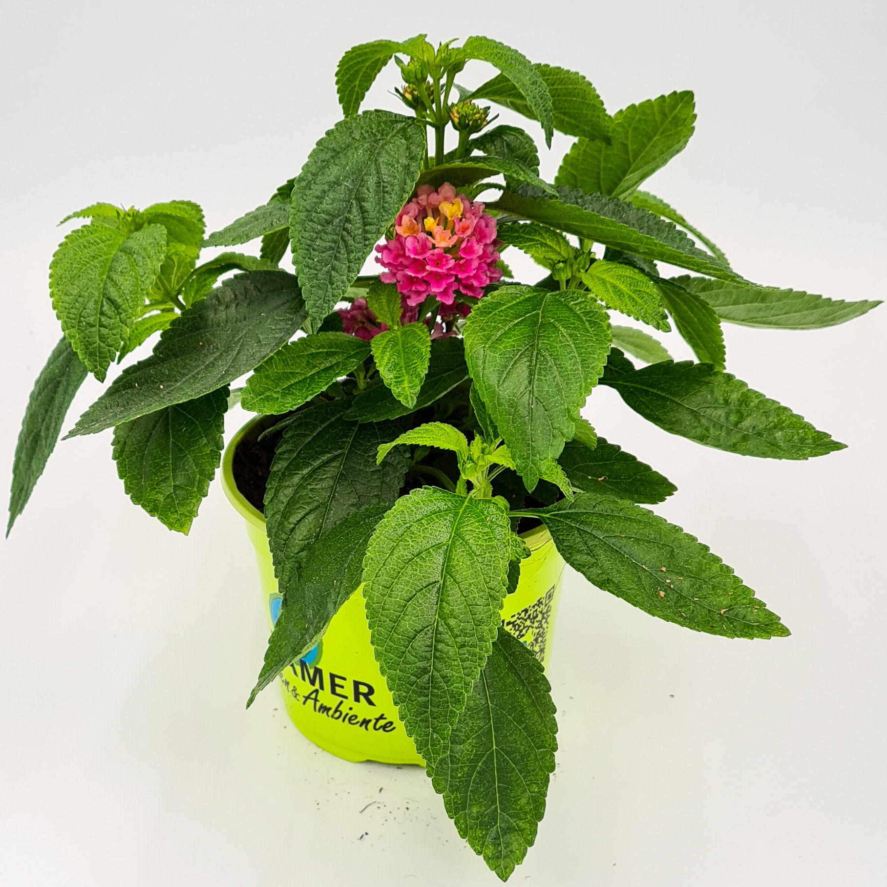 Lantane Wandelröschen Pink kompakt