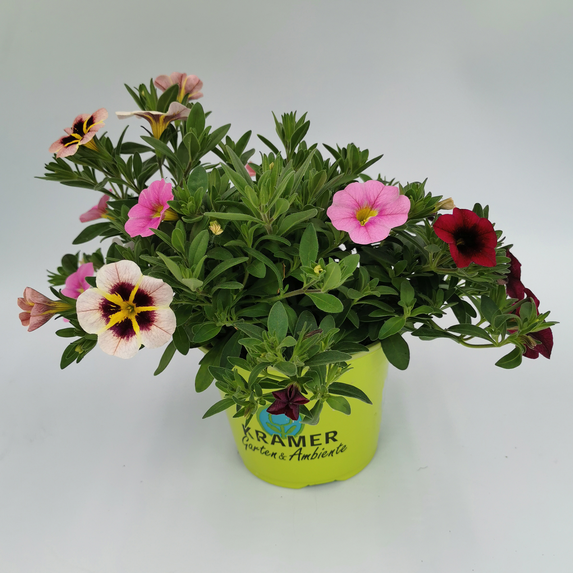 Zauberglöckchen - Calibrachoa-Hybride Trio 'Lollipop', 13cm Topf