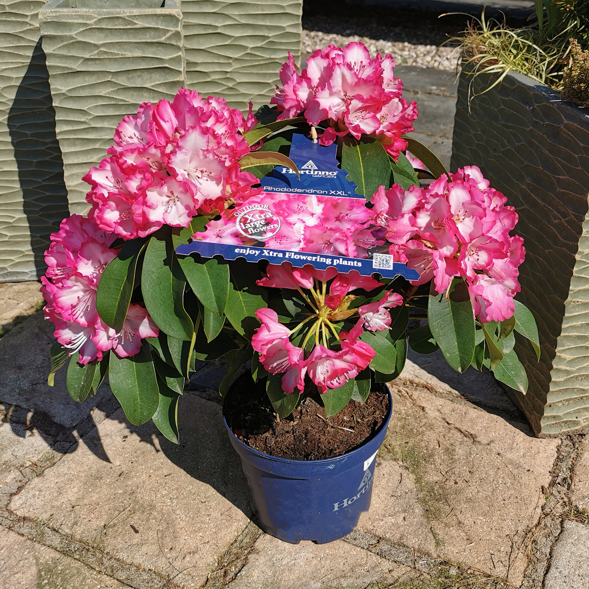 Rhododendron Alpenrose Moorbeetpflanze Containerpflanze Kübel auf Balkon und Terrasse