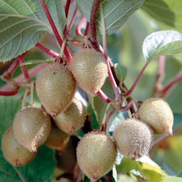 Kiwi Solo Kletterstrauch Kletterpflanze selbstbefruchtend