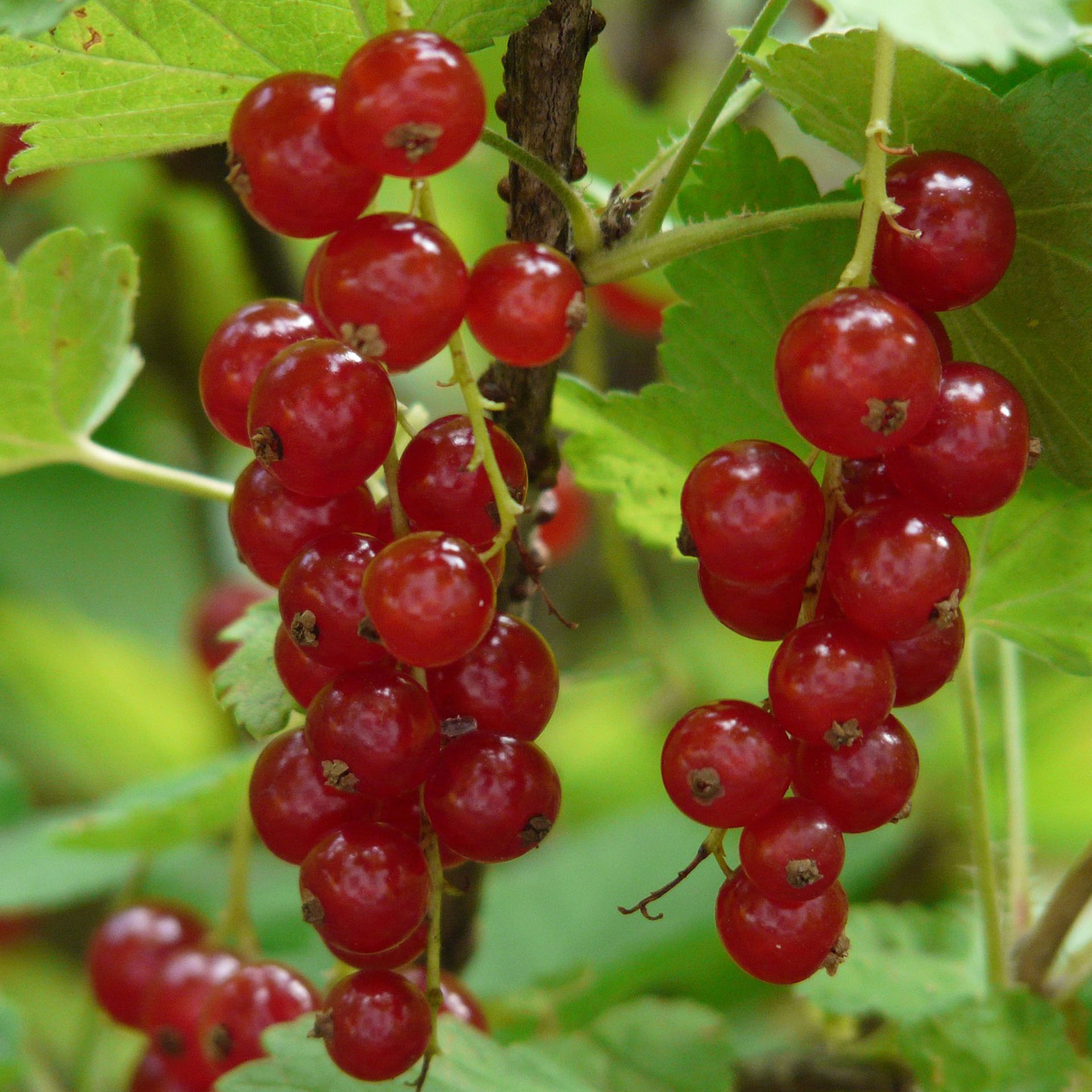 reife, rote Beeren an Johannisbeere Jonkheer van Tets