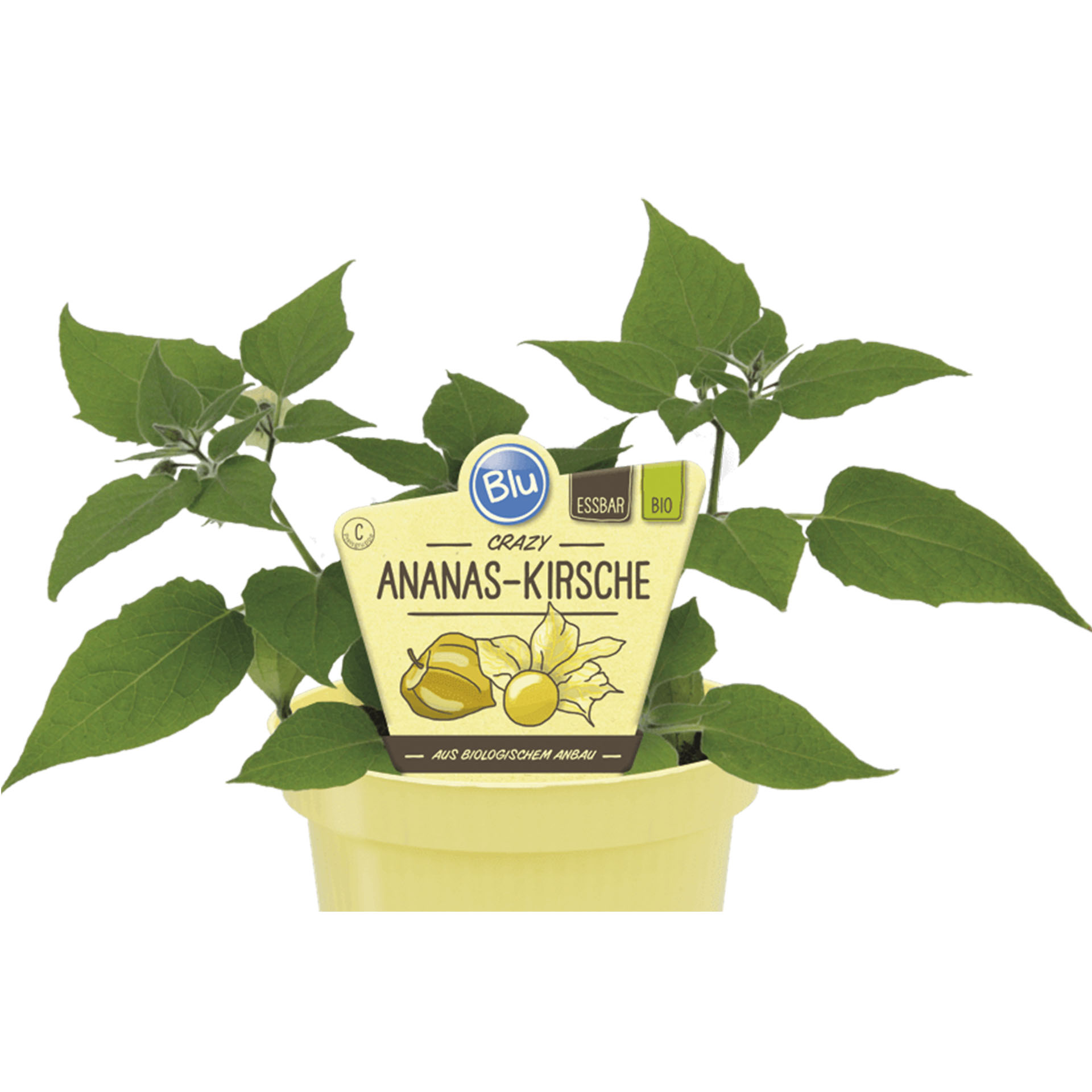 Pflanztopf mit Ananas-Kirsche und Pflanzstecker