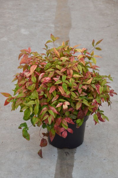 Nandina domestica Fire Power Himmelsbambus
