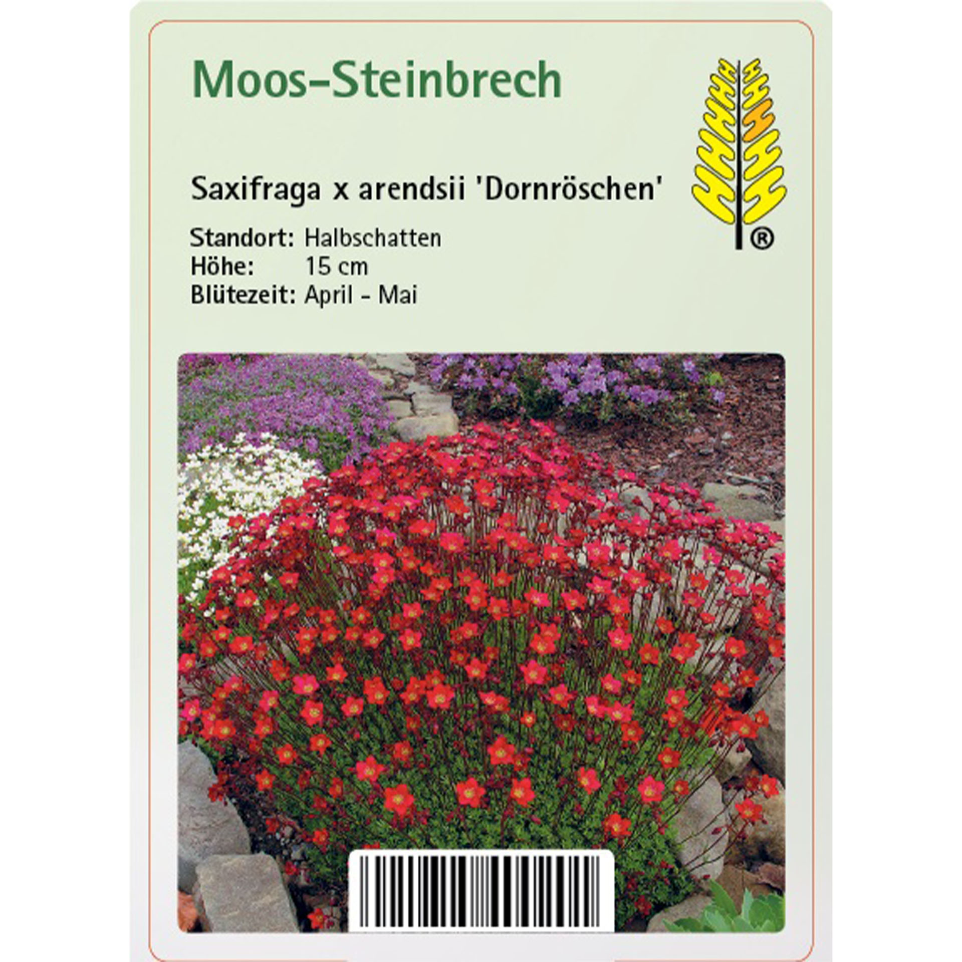 Pflanze, Vegetation, Kräuterig, Blume, Geranie