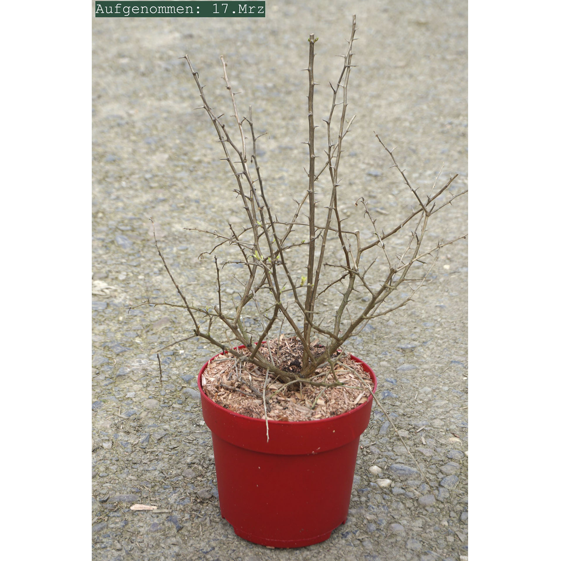 Goji-Beere Instant Success im Pflanztopf