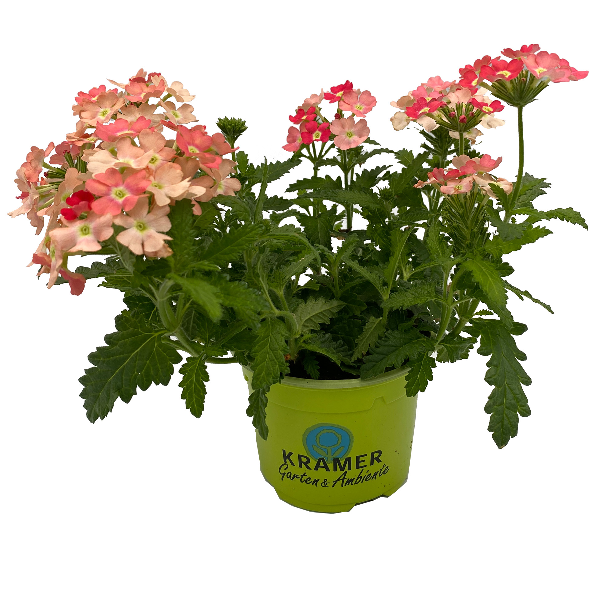 Verbene - Verbena 'Empress® Flair Peach', 10,5cm Topf