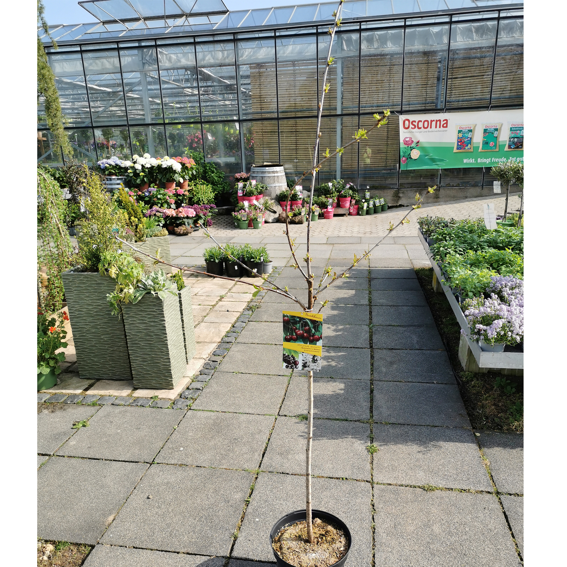 Pflanztopf mit Süßkirsche Große Schwarze Knorpelkirsche