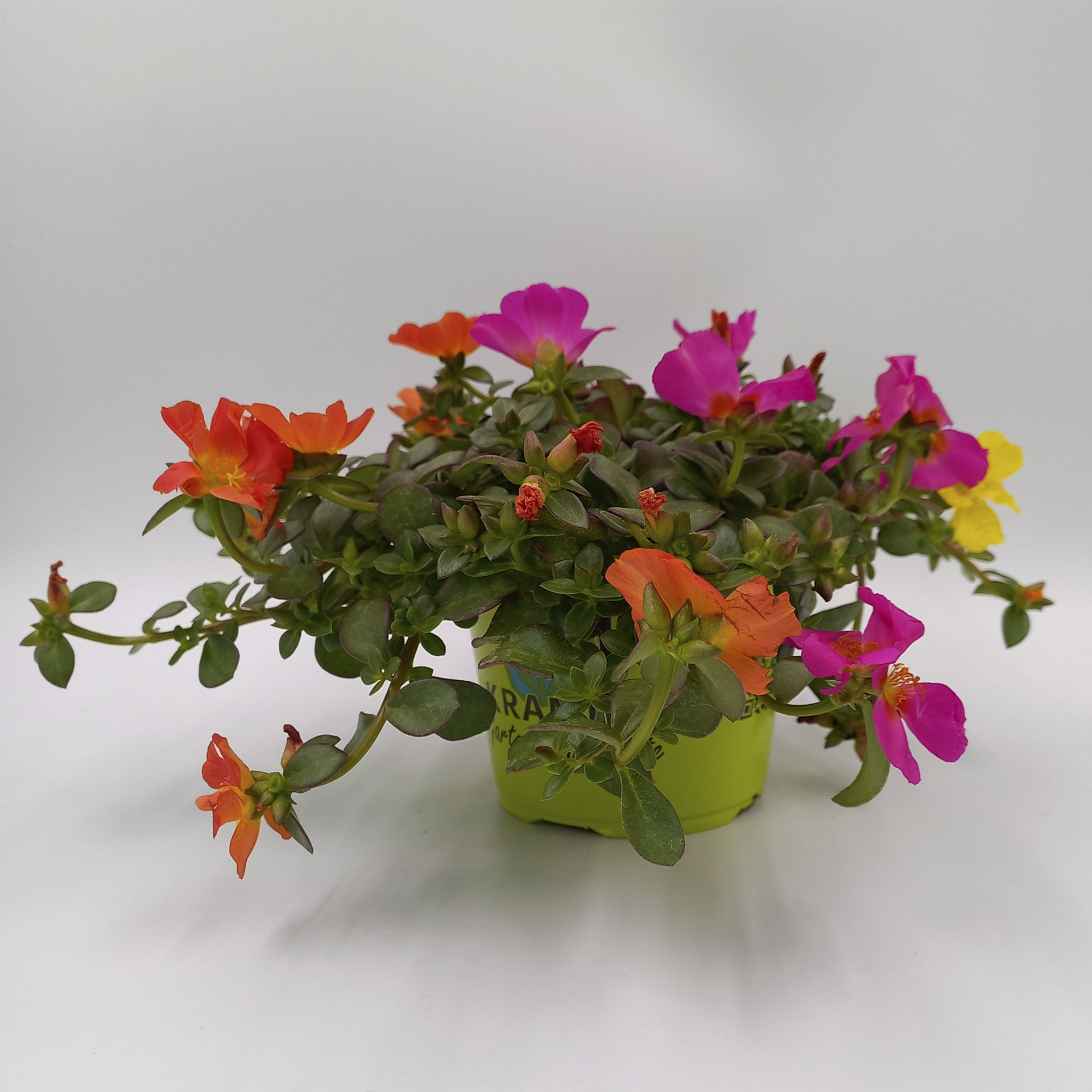 Pflanztopf mit Portulakröschen mit 3 verschiedenen Farben