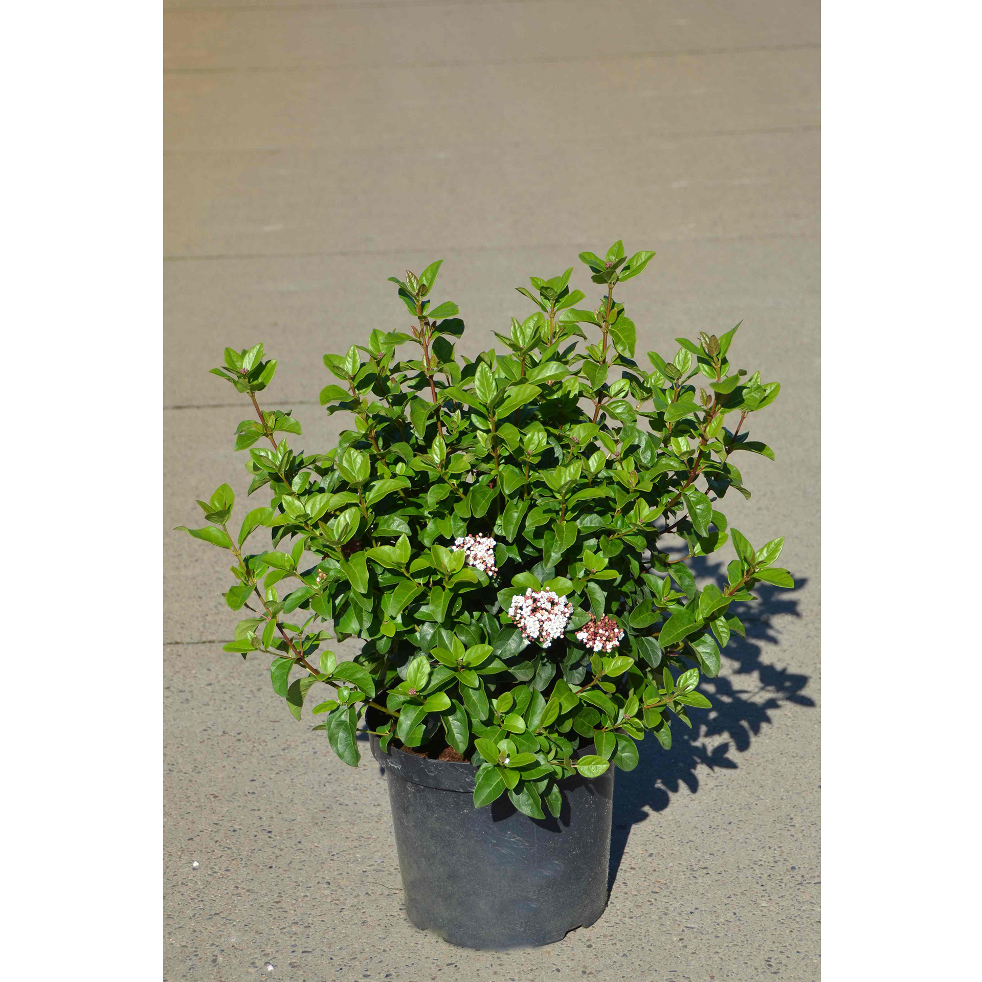 Mittelmeer-Schneeball - Viburnum tinus 'Eve Price', C10 50-60cm