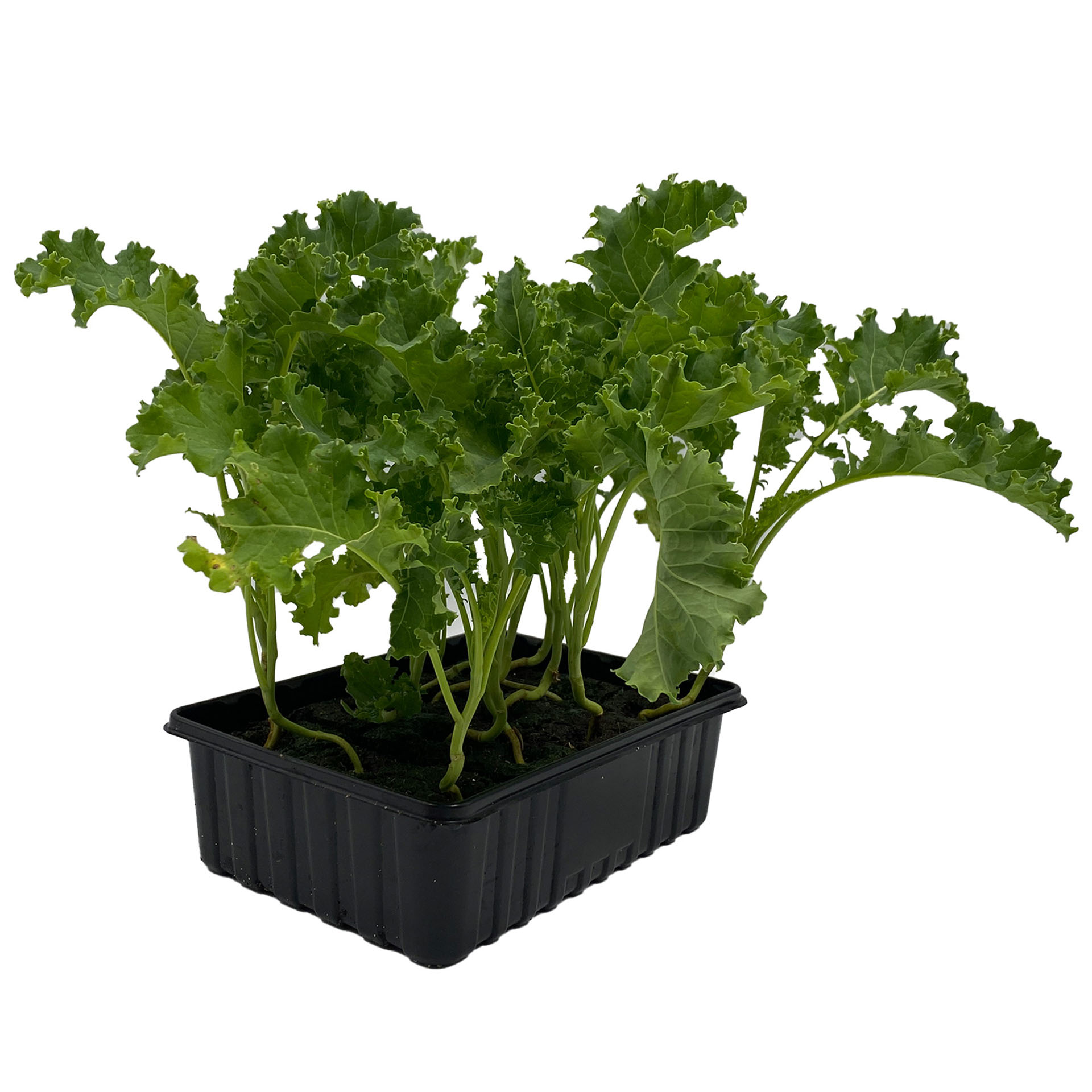 Grünkohl Pflanzen in 12er Schale, Pflanze, Pflanze im Topf, Grünkohl, Produzieren, Kräuter