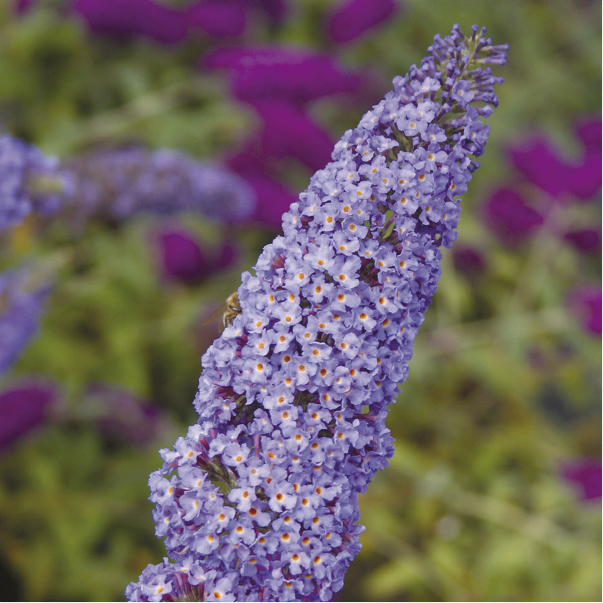 blauviolette Blütenrispe des Empire Blue