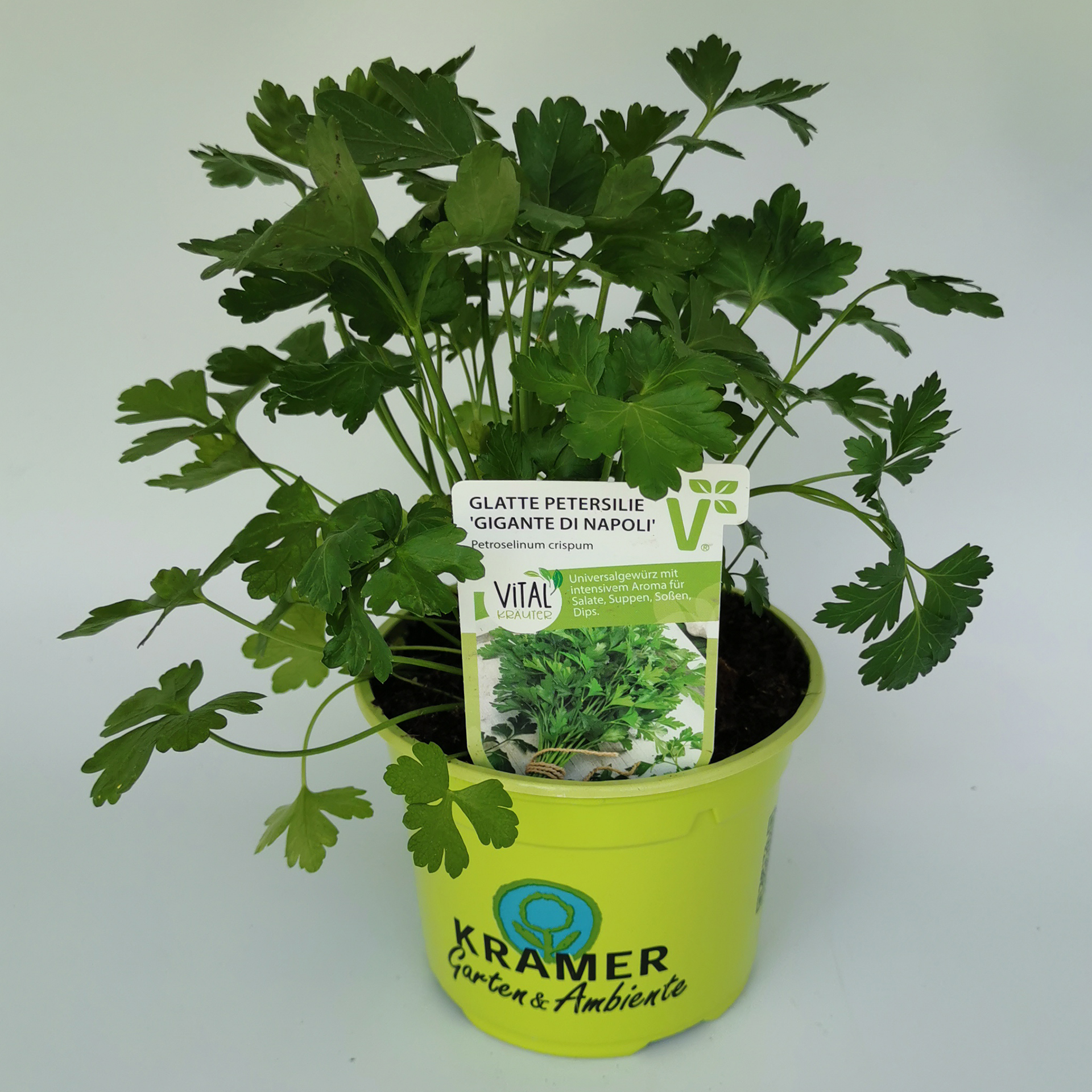 Petersilie 'Grandeur® Italia' glatt - Petroselinum crispum, 12cm Topf