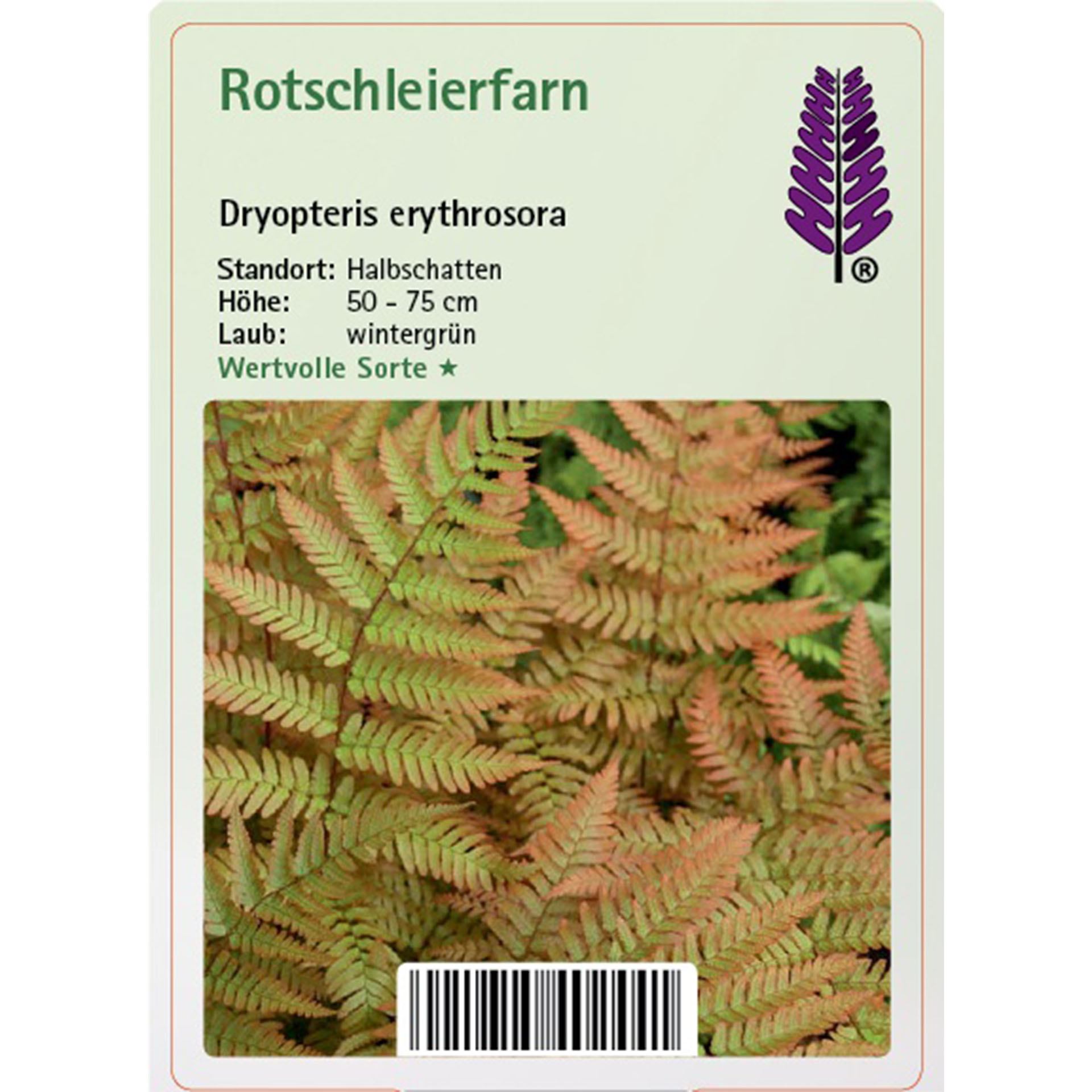 Farn, Pflanze, Farn, Pflanze