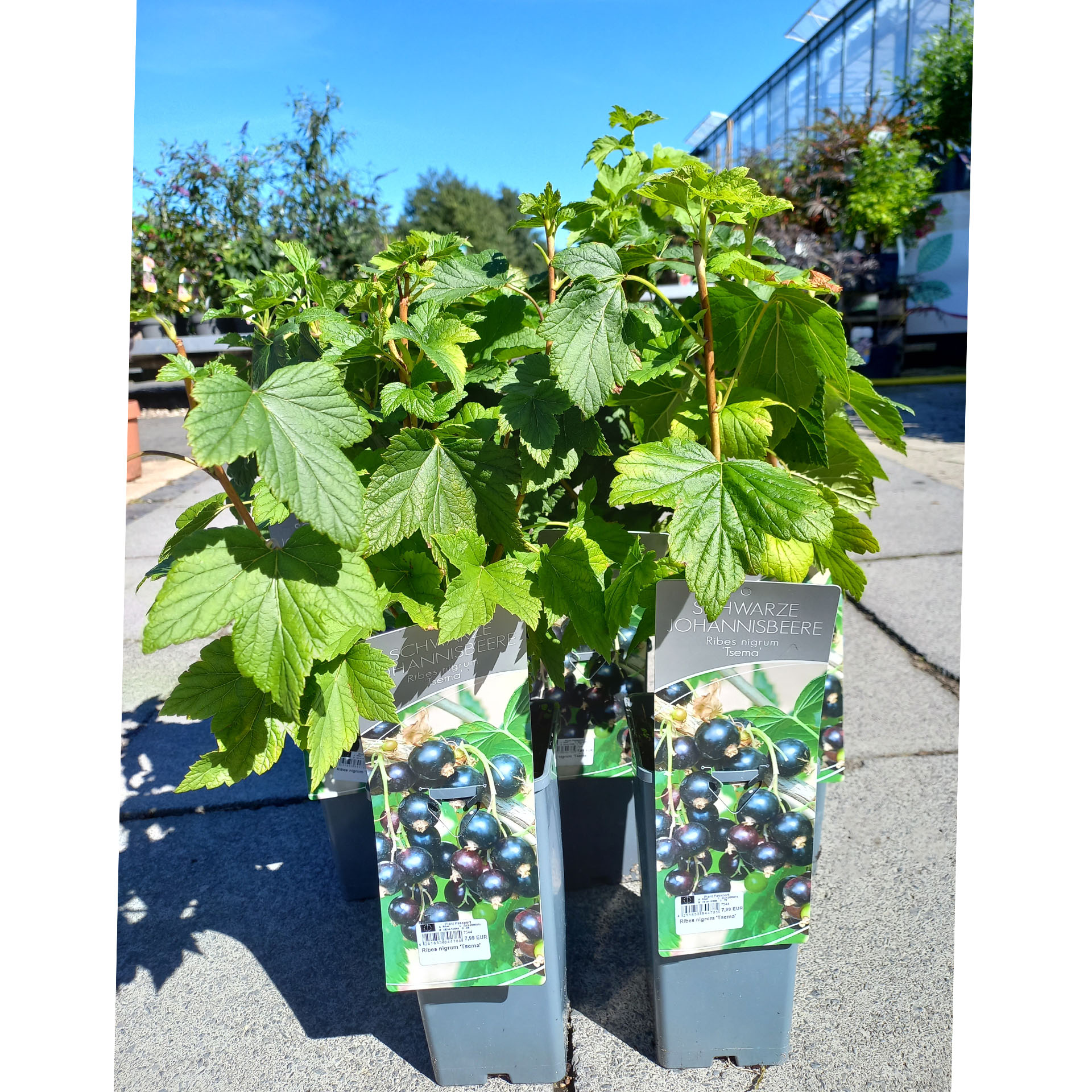 Schwarze Johannisbeerpflanze im Topf mit Pflanzanleitung