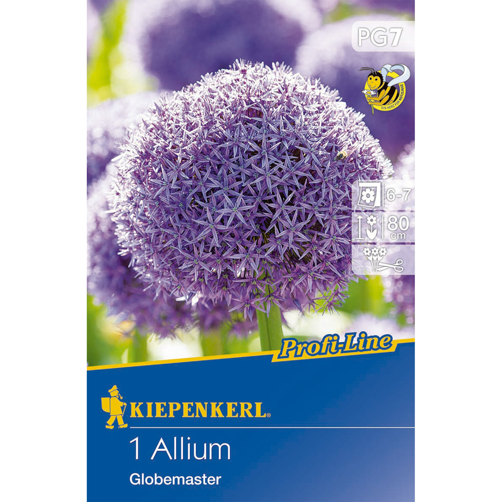 opulente Blütenbälle bestehend aus vielen lila-blauen Einzelblüten