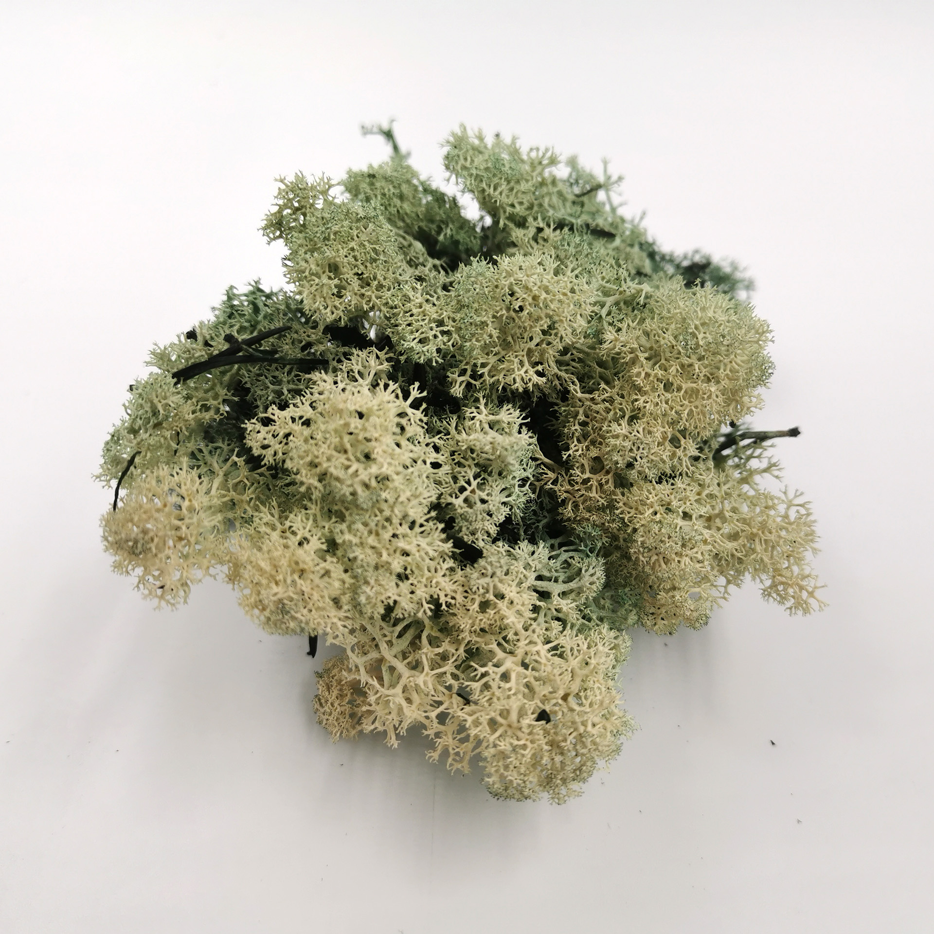 Moos salbei Islandmoos zur Krippengestaltung