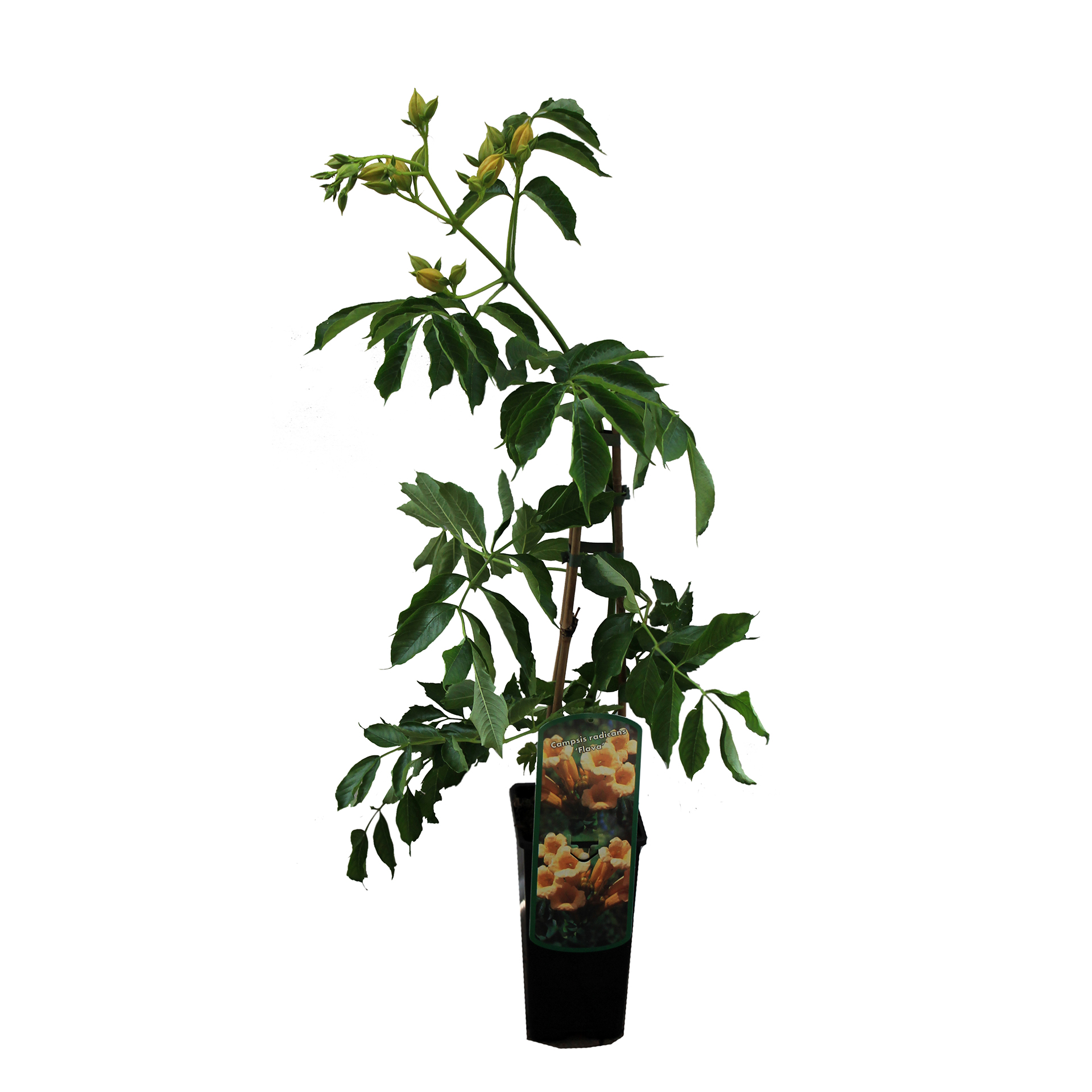 Kletter-Trompete - Campsis radicans 'Flava', C2eck 40-60cm