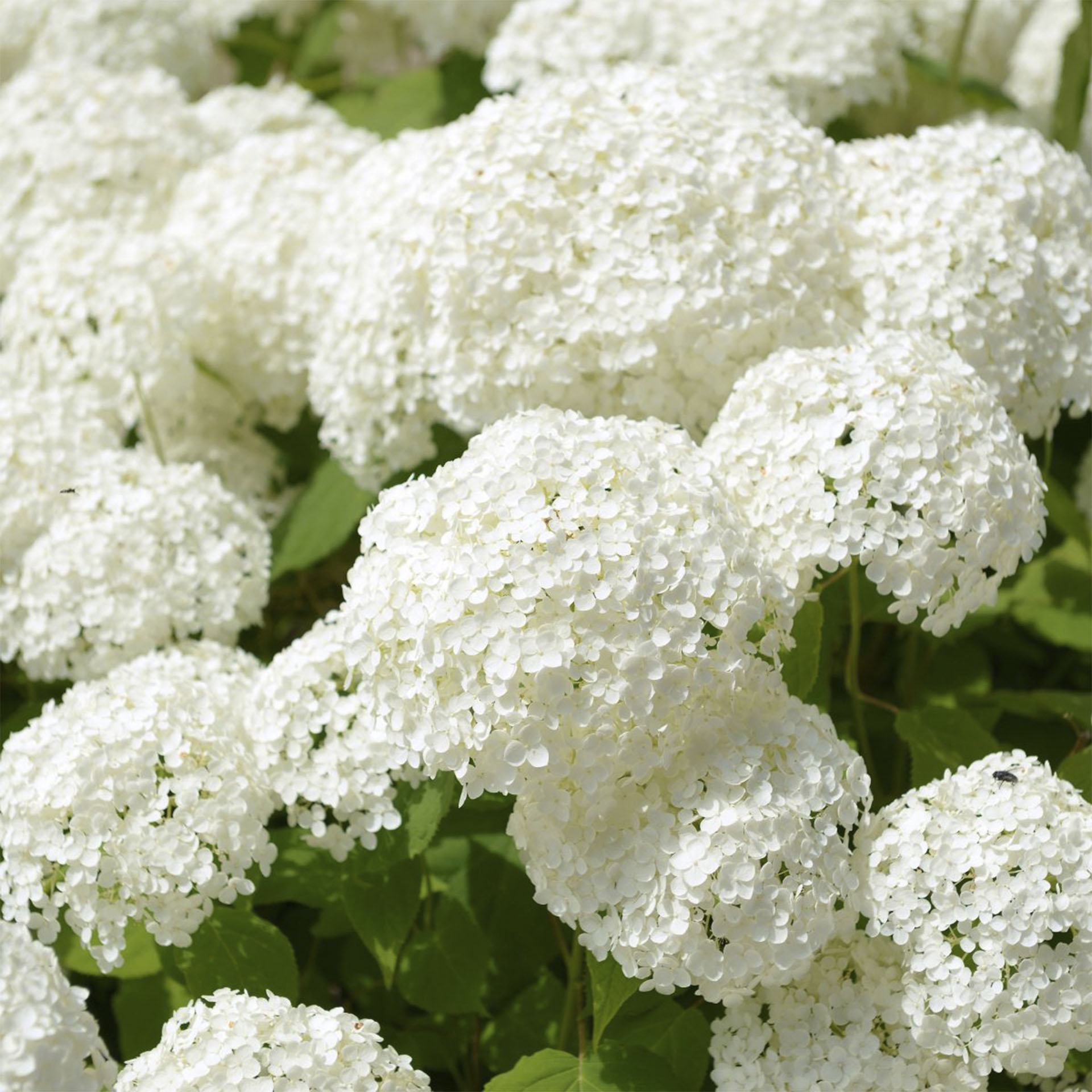 Ball-Hortensie - Hydrangea arborescens 'Annabelle', C6 50-60cm