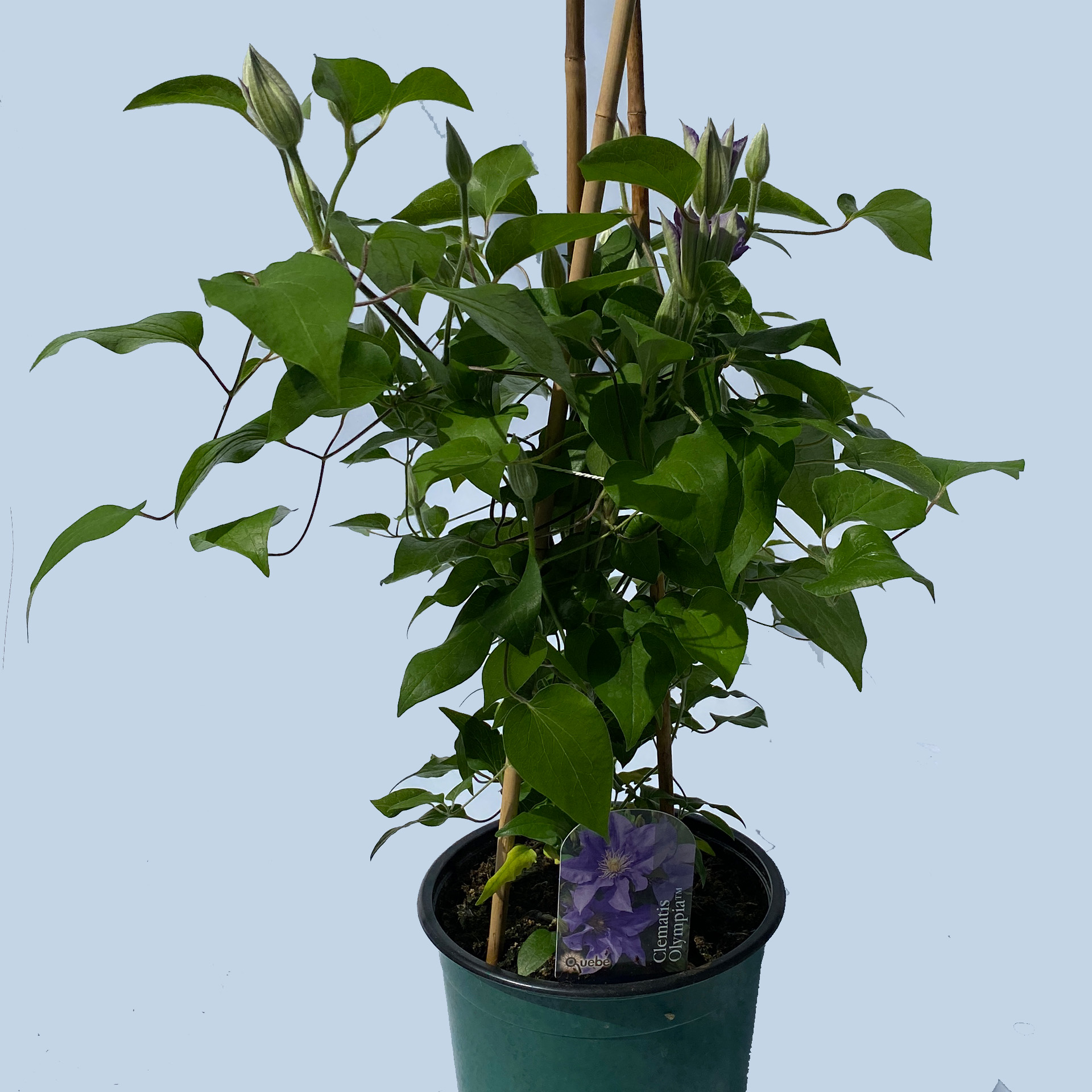 Clematis / Waldrebe 'Olympia Milka', 19cm Topf