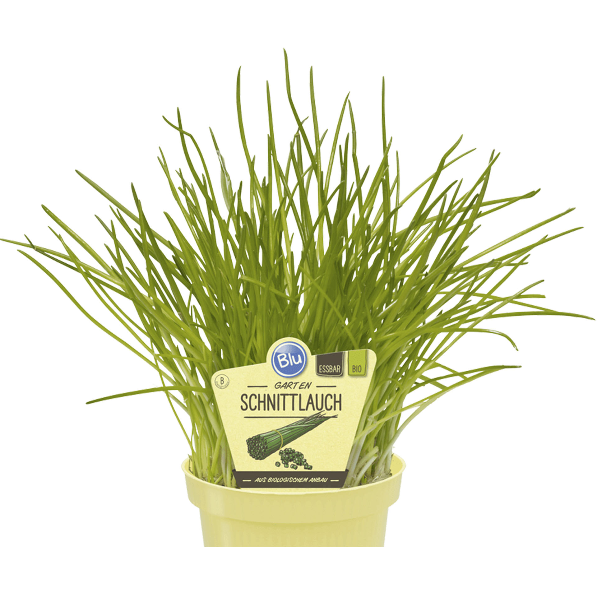 BIO Garten Schnittlauch im Pflanztopf mit Pflanzenstecker