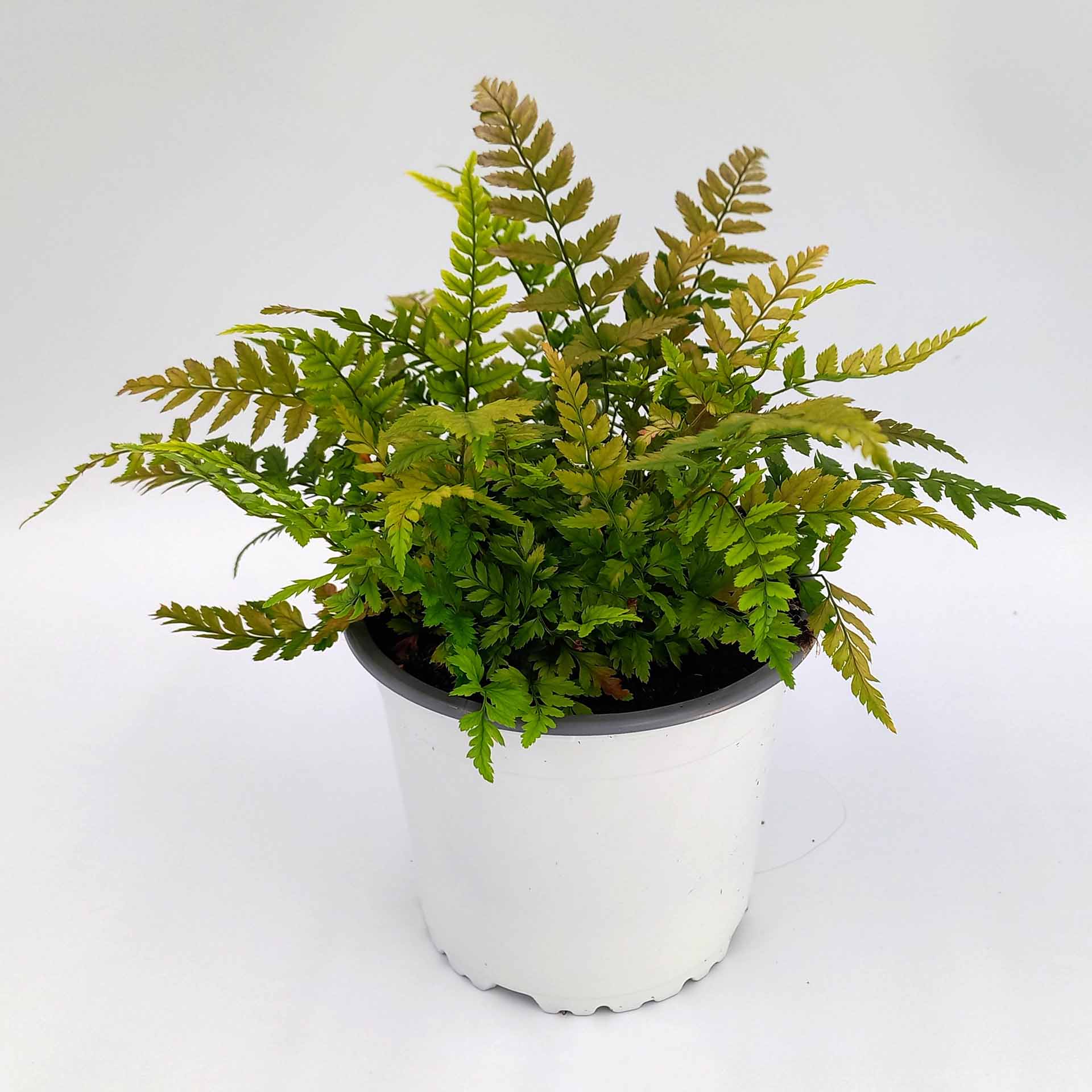 Entferntfiedriger Wurmfarn