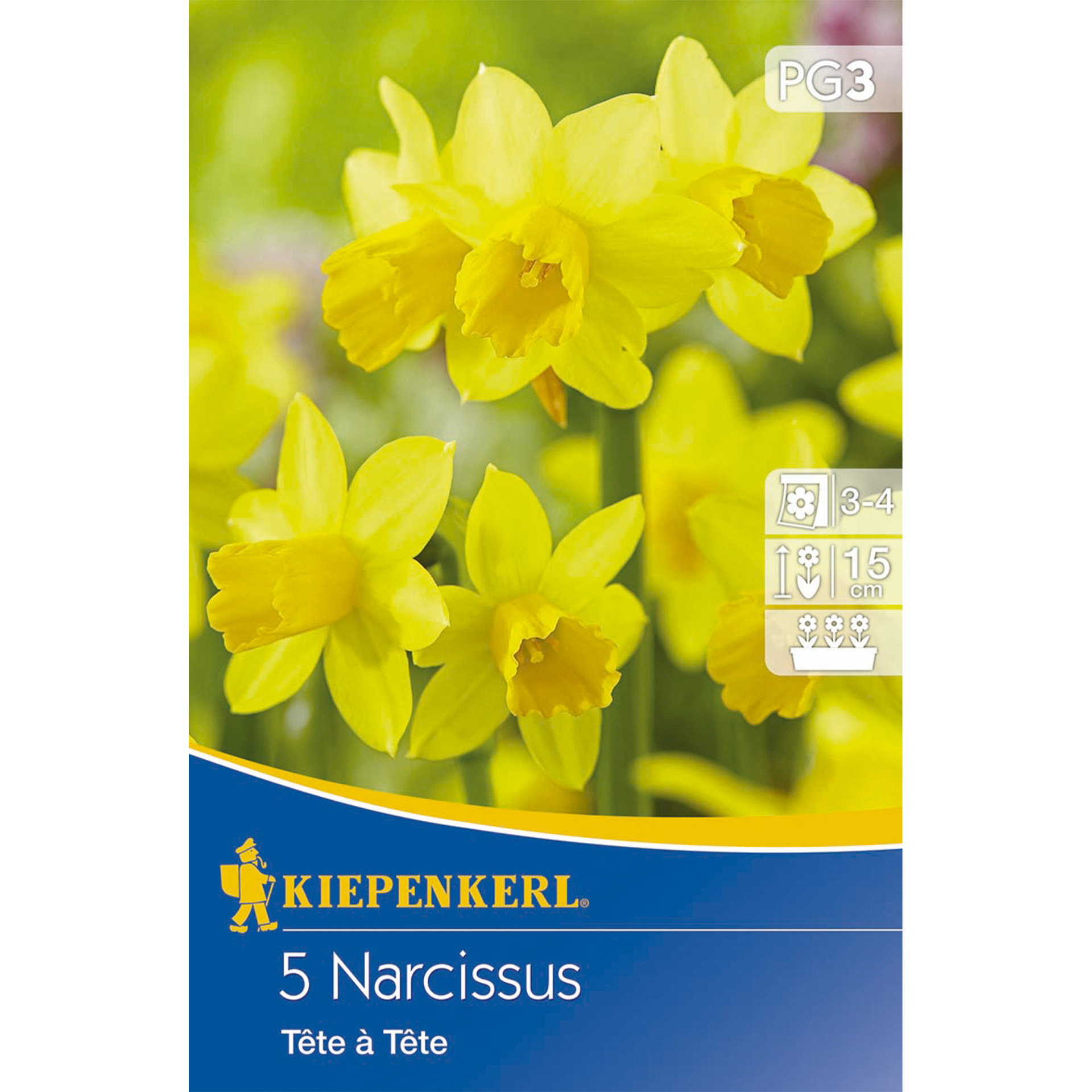 Narzisse Tête à Tête Blumenzwiebeln für Frühlingsblumen