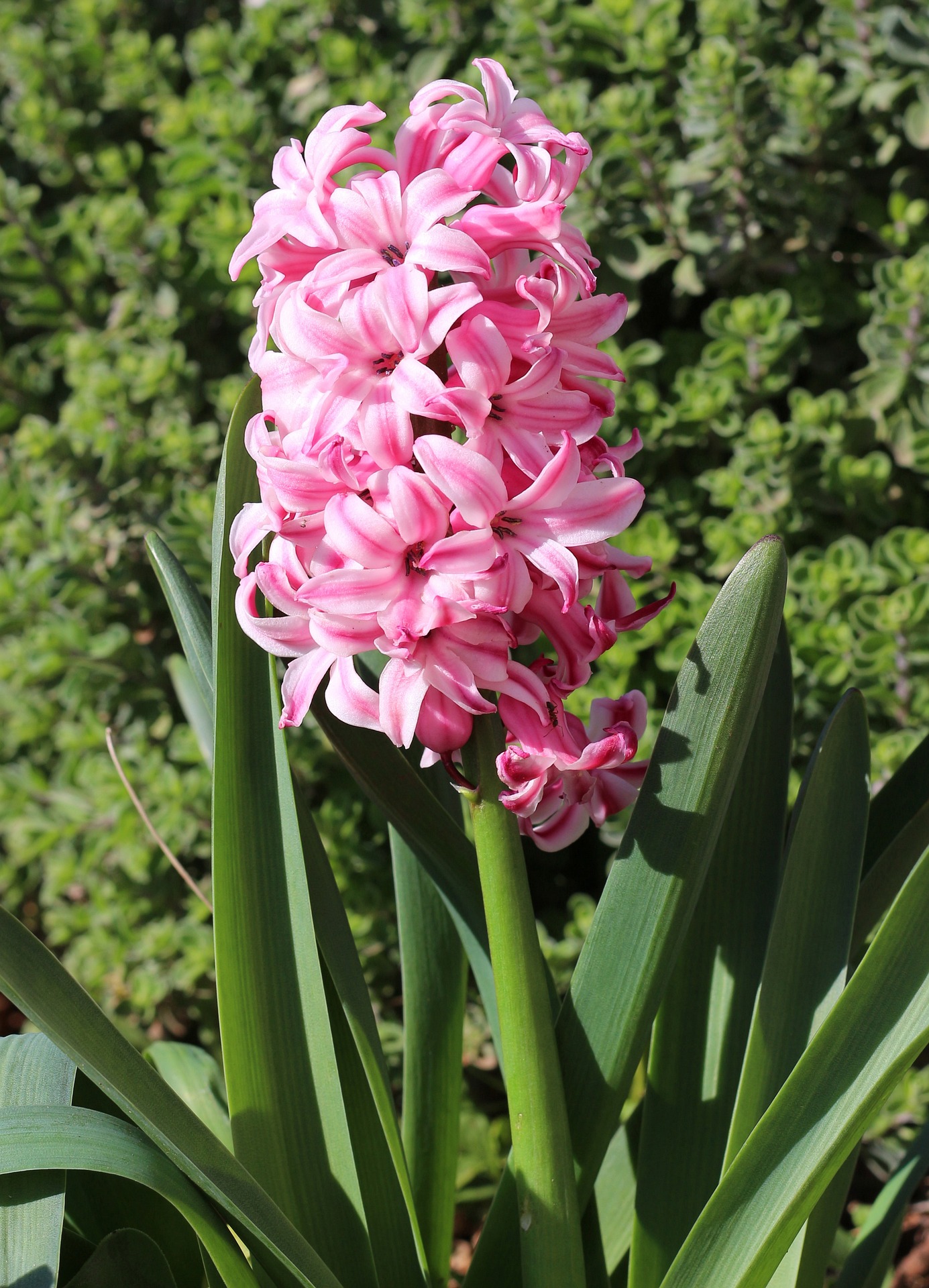 rosa blühende hyazinthe