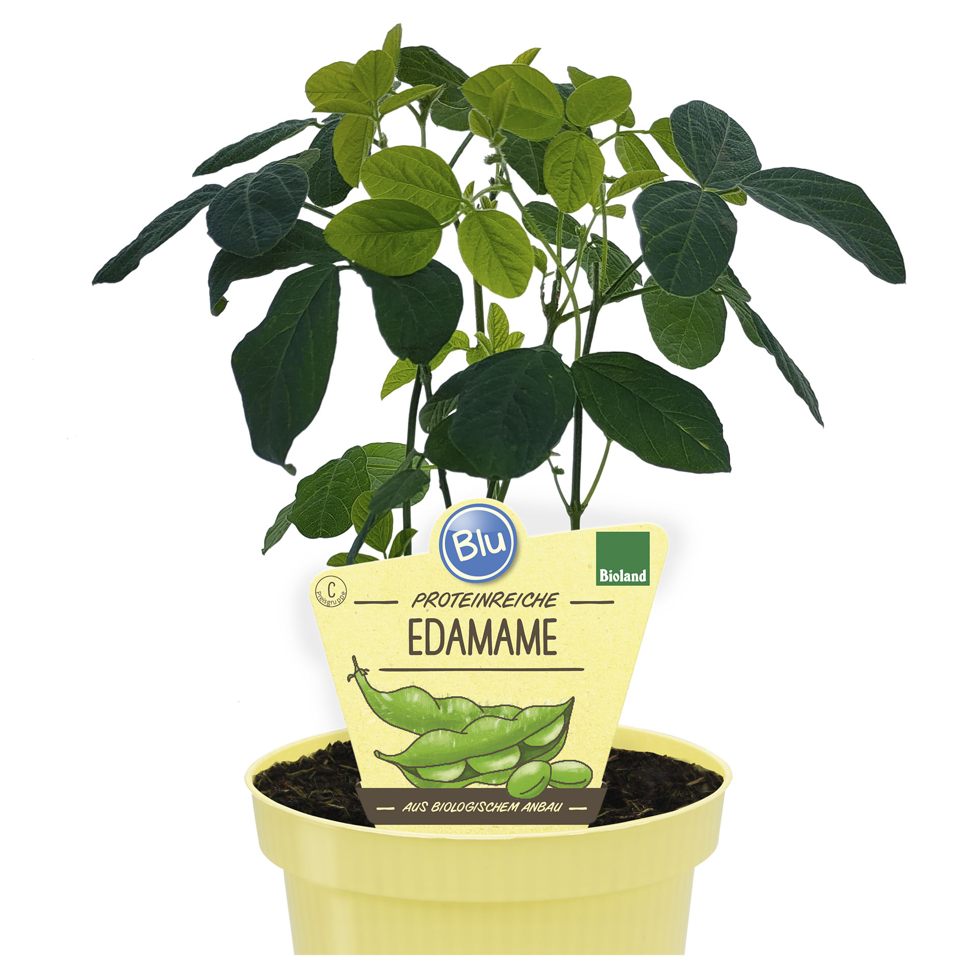 BIO Edamame - Glycine max, 12cm Topf