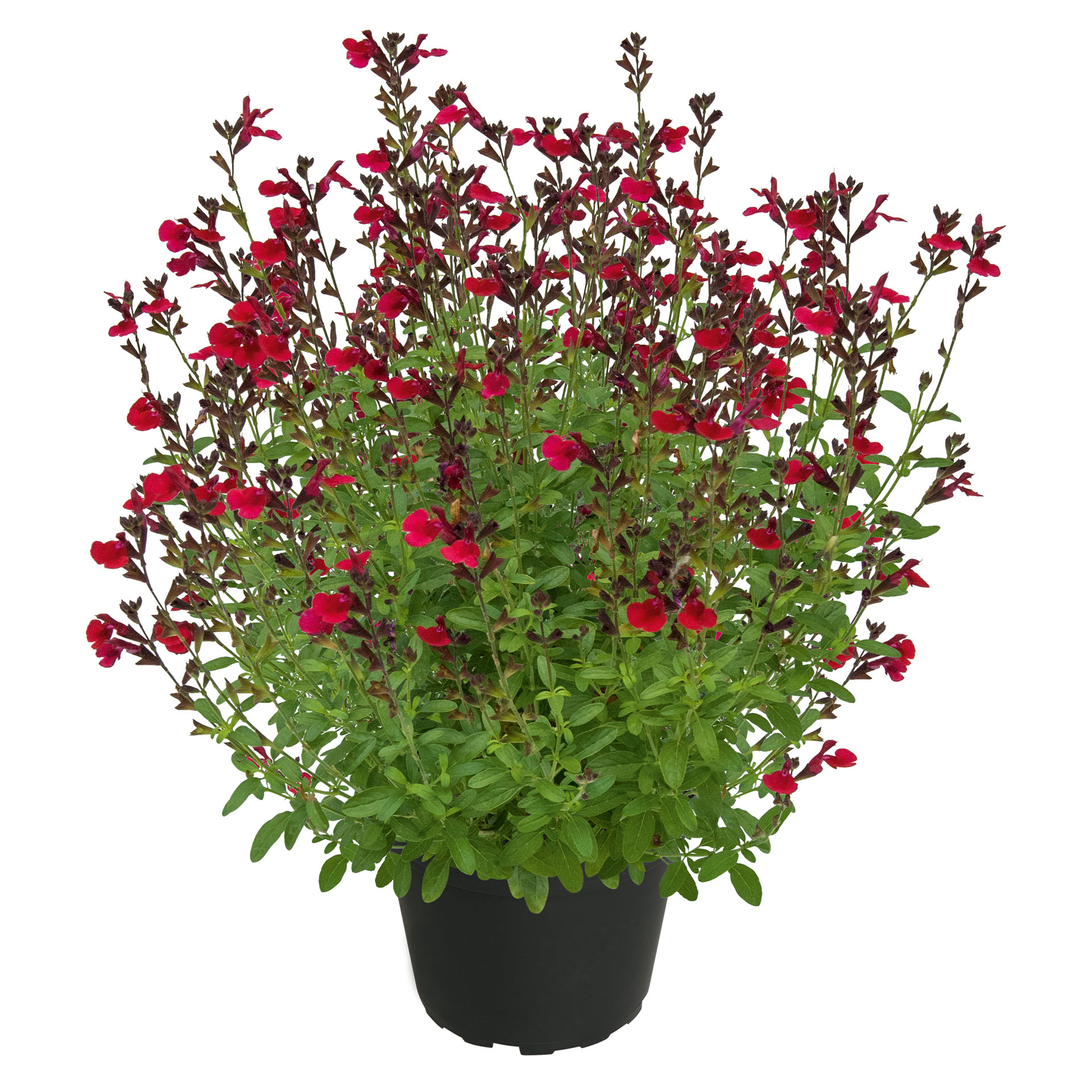 Salbei - Salvia VISIONAL Wine Red, 13cm Topf