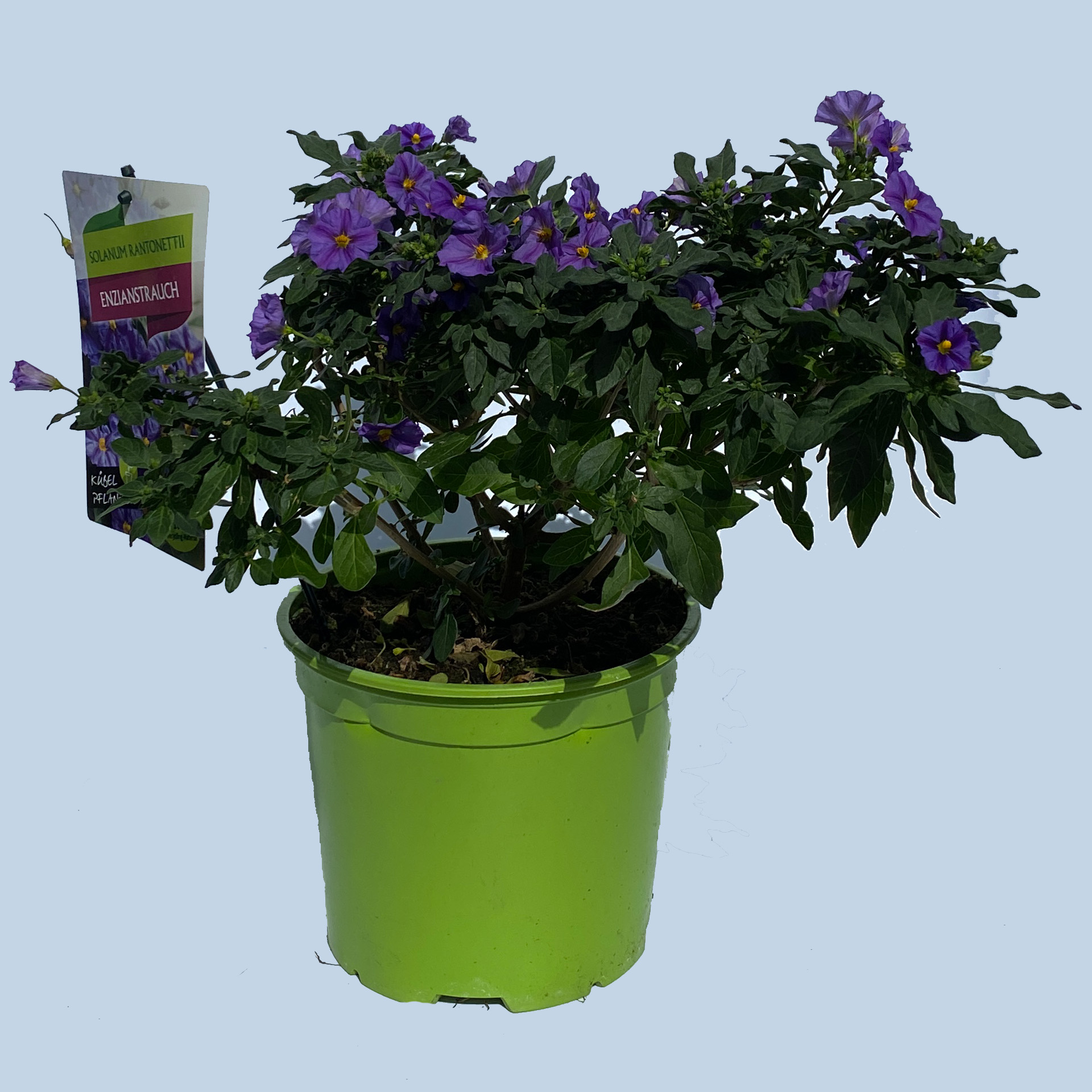 Enzianstrauch - Solanum rantonnetii blau, 19cm Topf