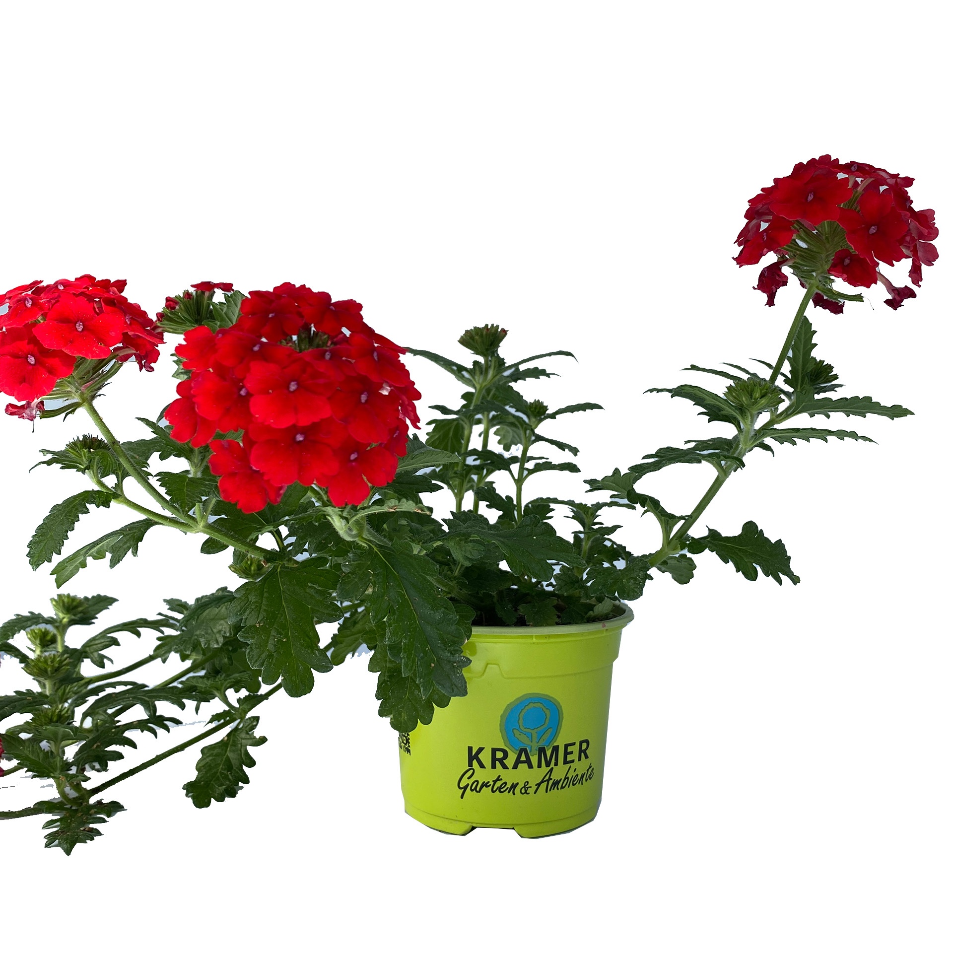 Verbene - Verbena 'Empress® Flair Red', 10,5cm Topf