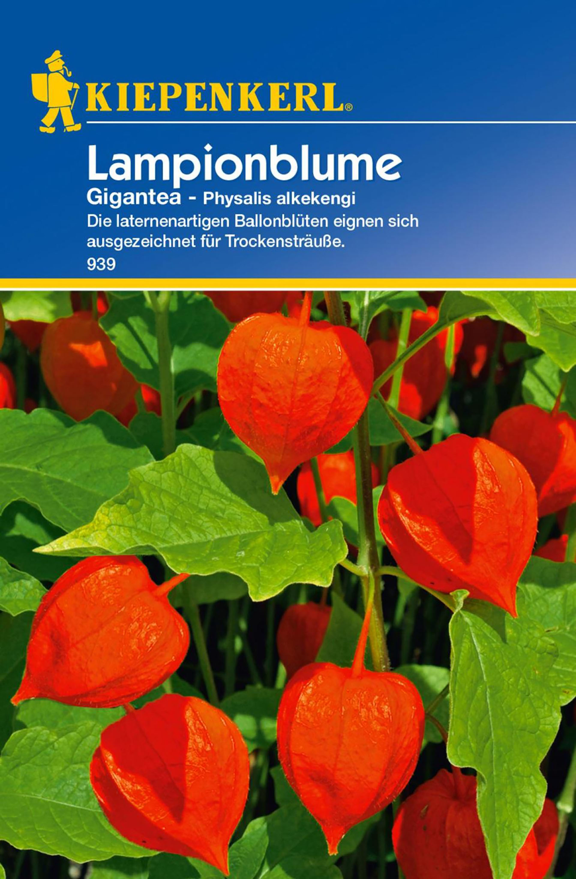 Lampionblume Gigantea PG-C