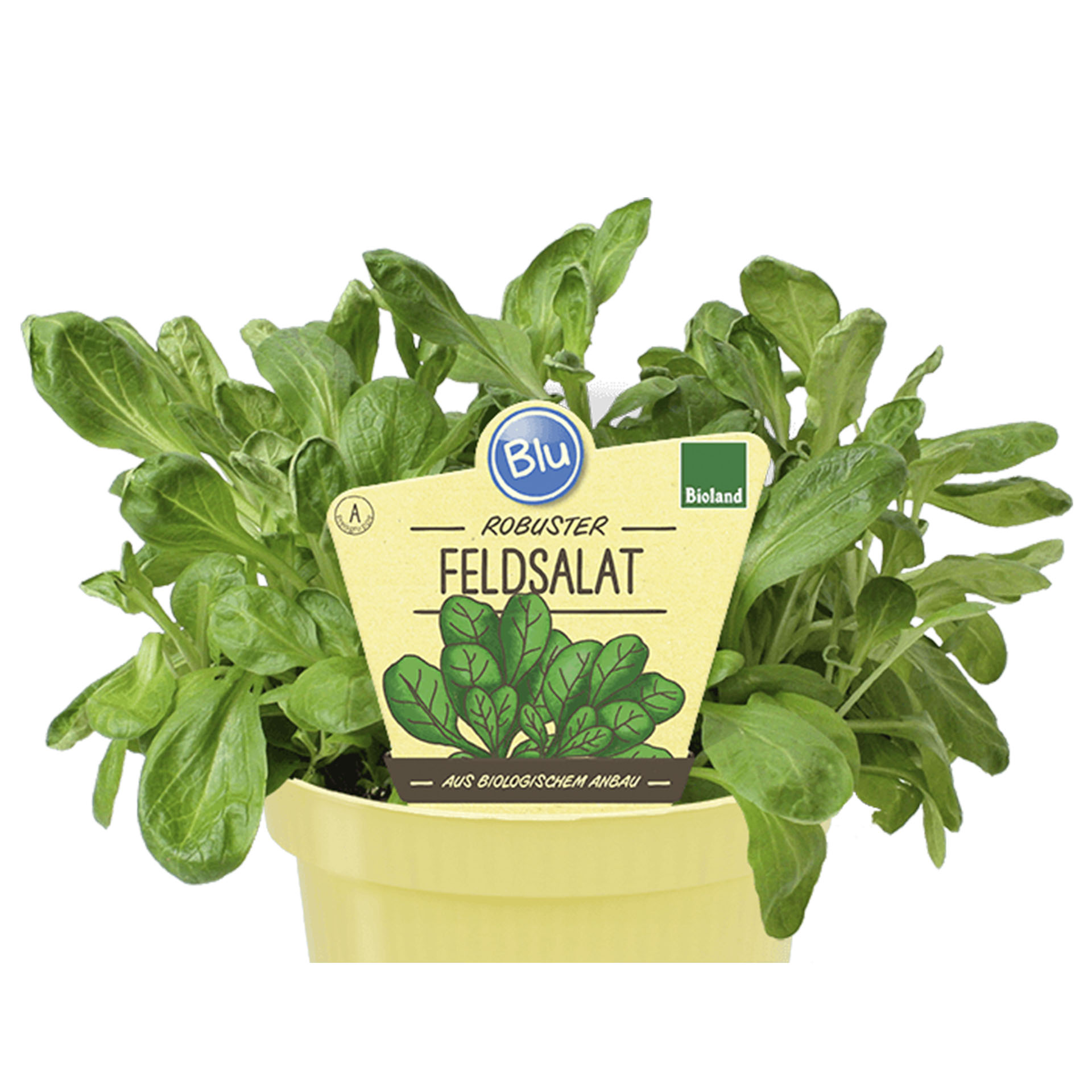 Bio Feldsalat im Pflanztopf mit Pflanzenstecker