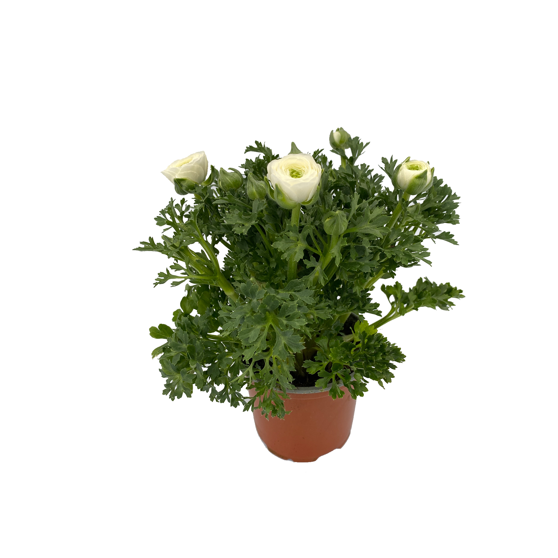 Ranunkel - Ranunculus asiaticus, weiß, 12cm Topf
