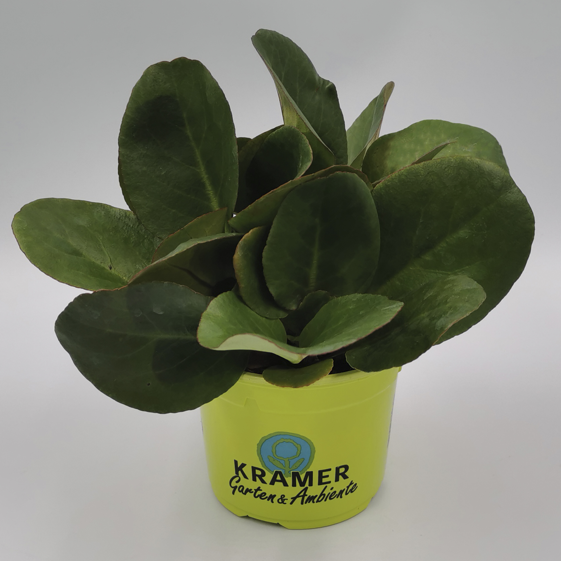 Herbstpflanze Bergenie Eroica  staude mit rosaroten Blüten