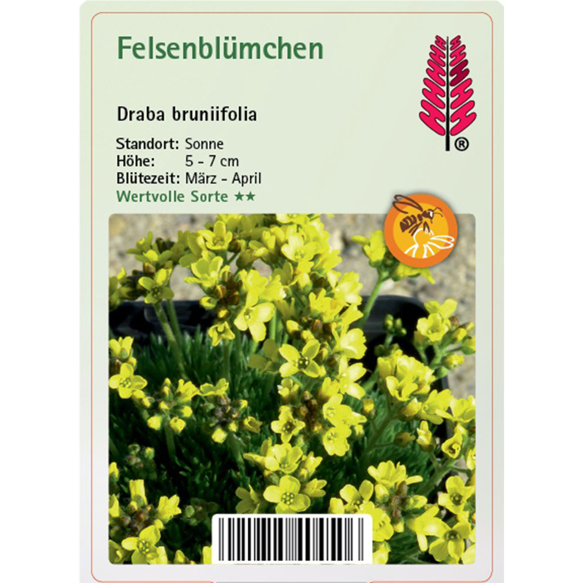 Blume, Blütenblatt, Pflanze, Eine andere, Vegetation