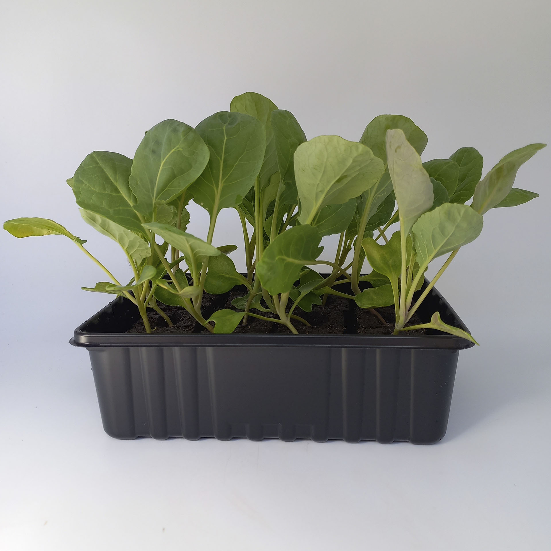 Rosenkohl-Pflanzen in 12er Schale