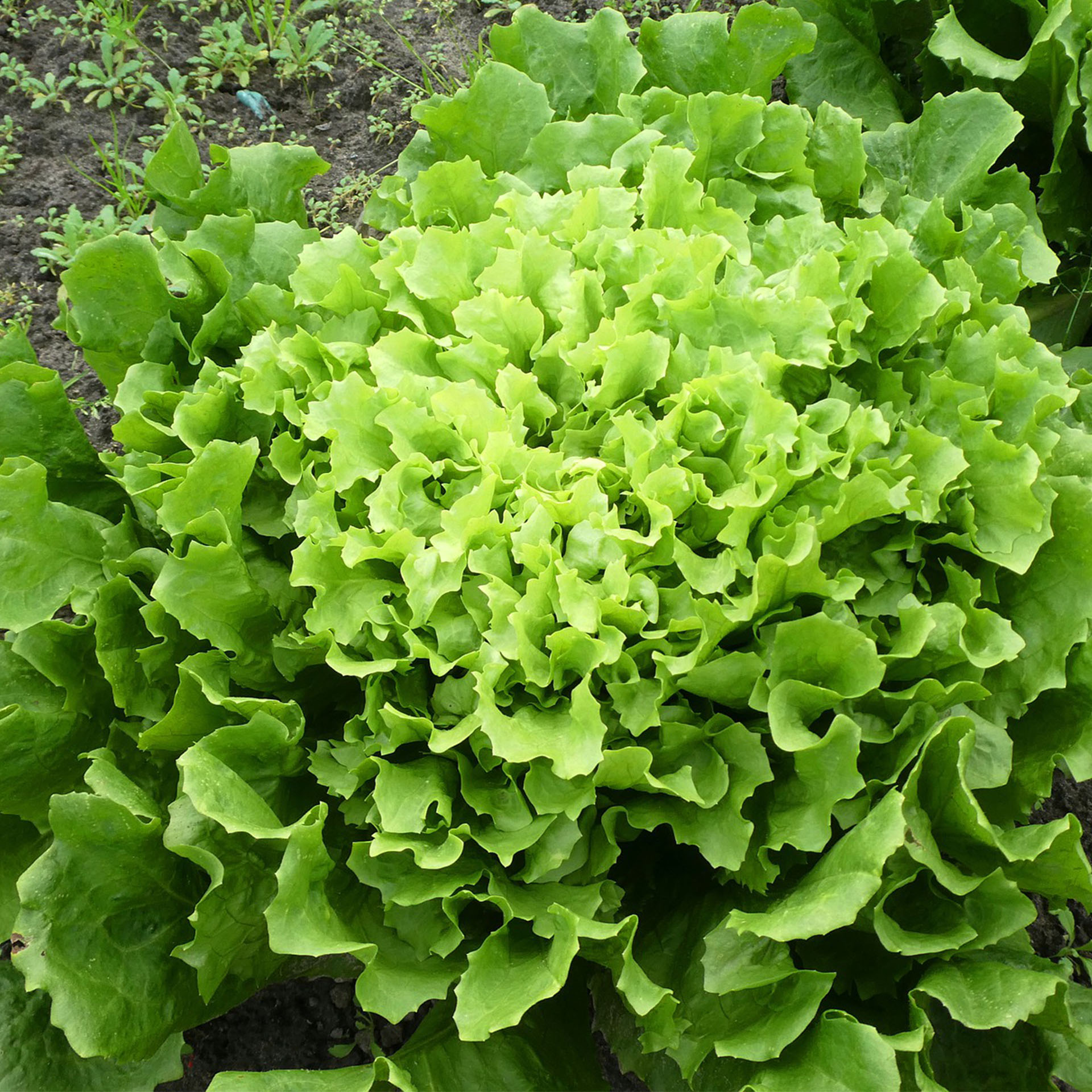 geernteter Kopf Glatter Endiviensalat