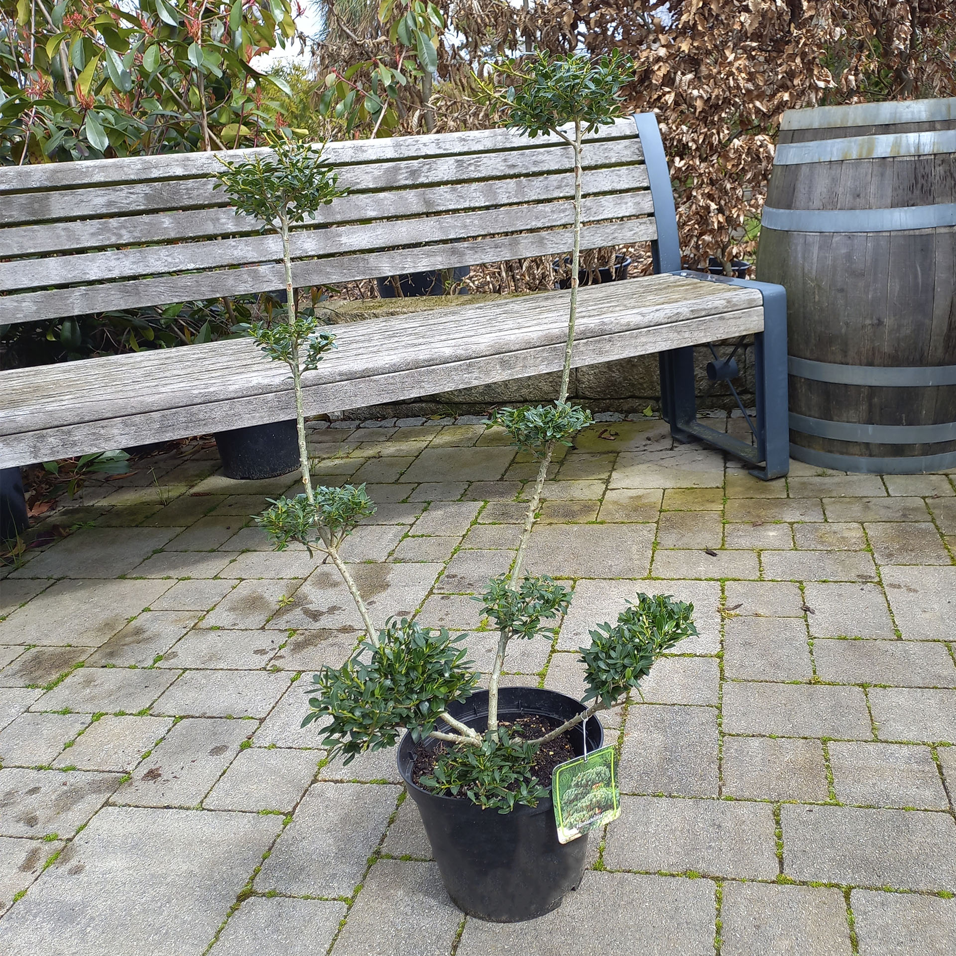 Ilex als Formgehölz, geschnitten in Etagenform