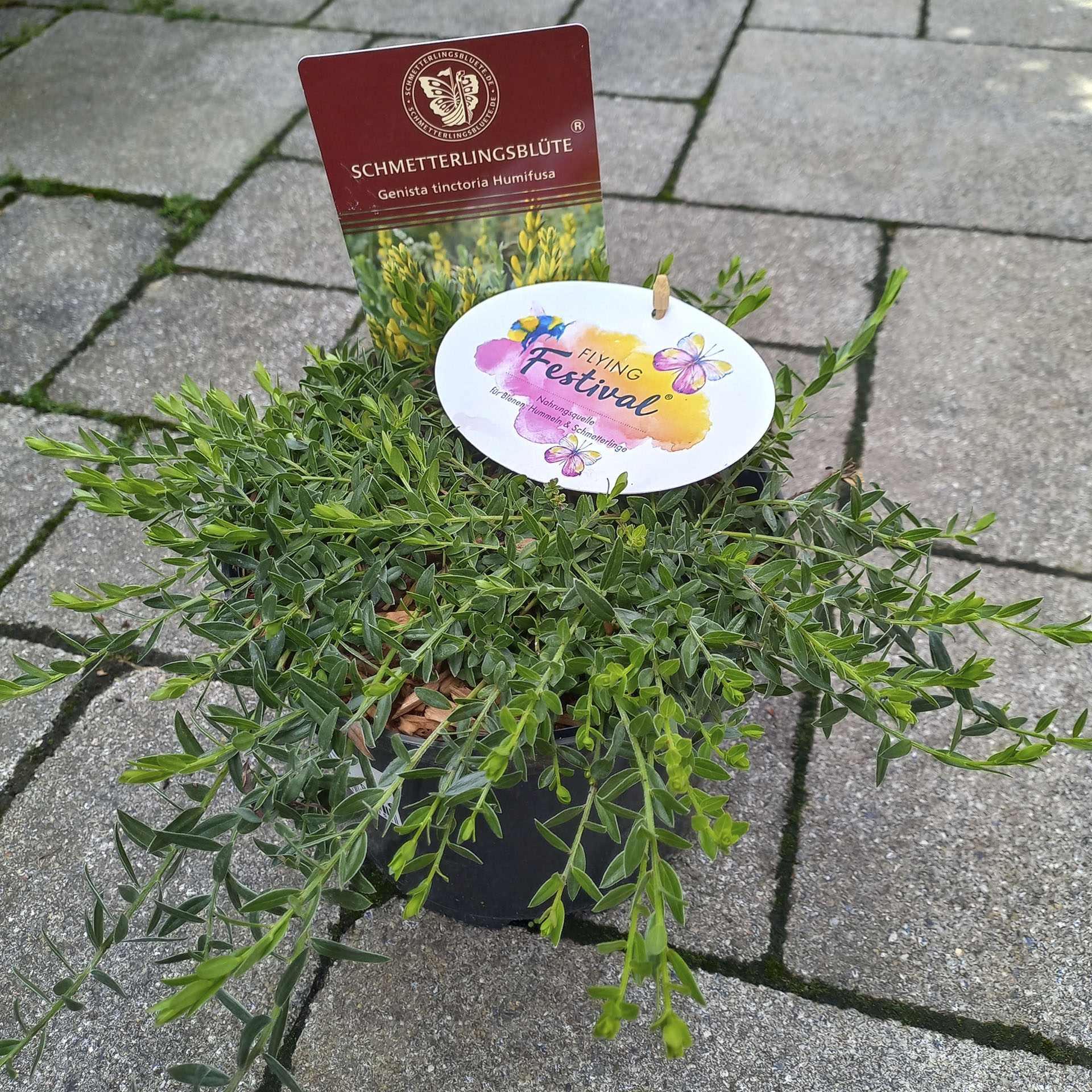 Flying Festival® Färberginster - Genista tinctoria 'Humifusa', C2