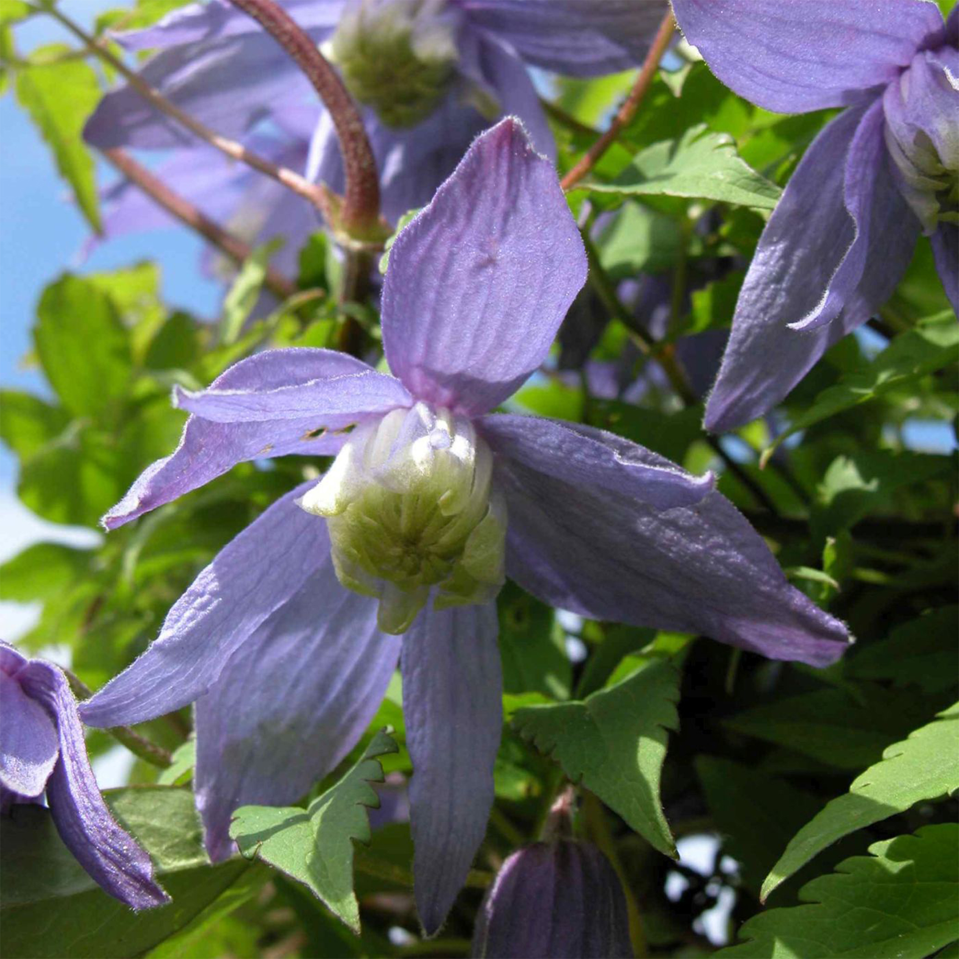 Clematis alpina Alpenwaldrebe Waldrebe  Kletterpflanze
