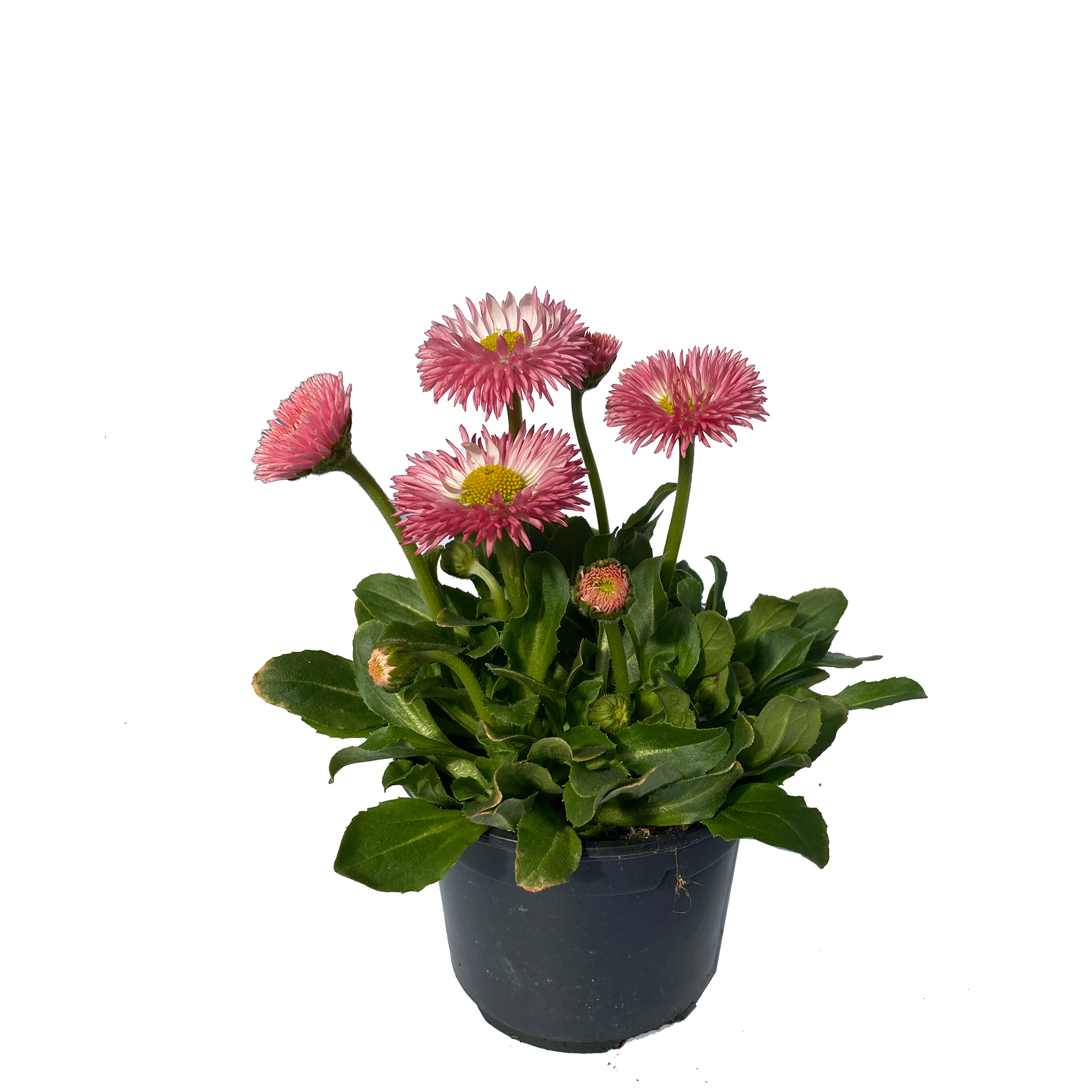 Gänseblümchen Bellis - Bellis perennis rosa, 9cm Topf