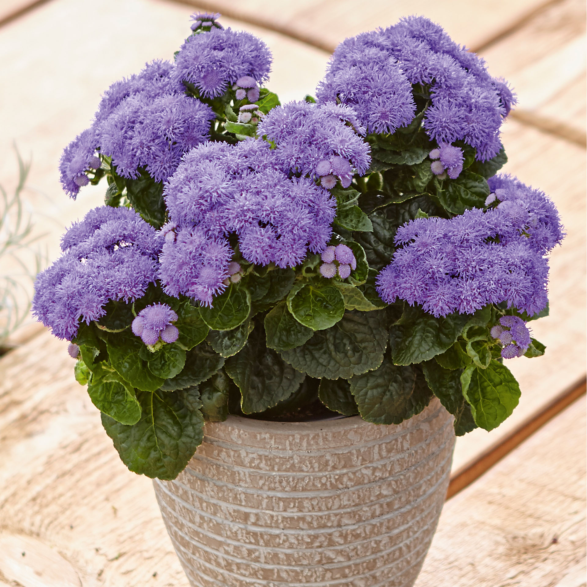 Leberbalsam - Ageratum houstonianum 'Ariella® Patio Blue', 12cm Topf