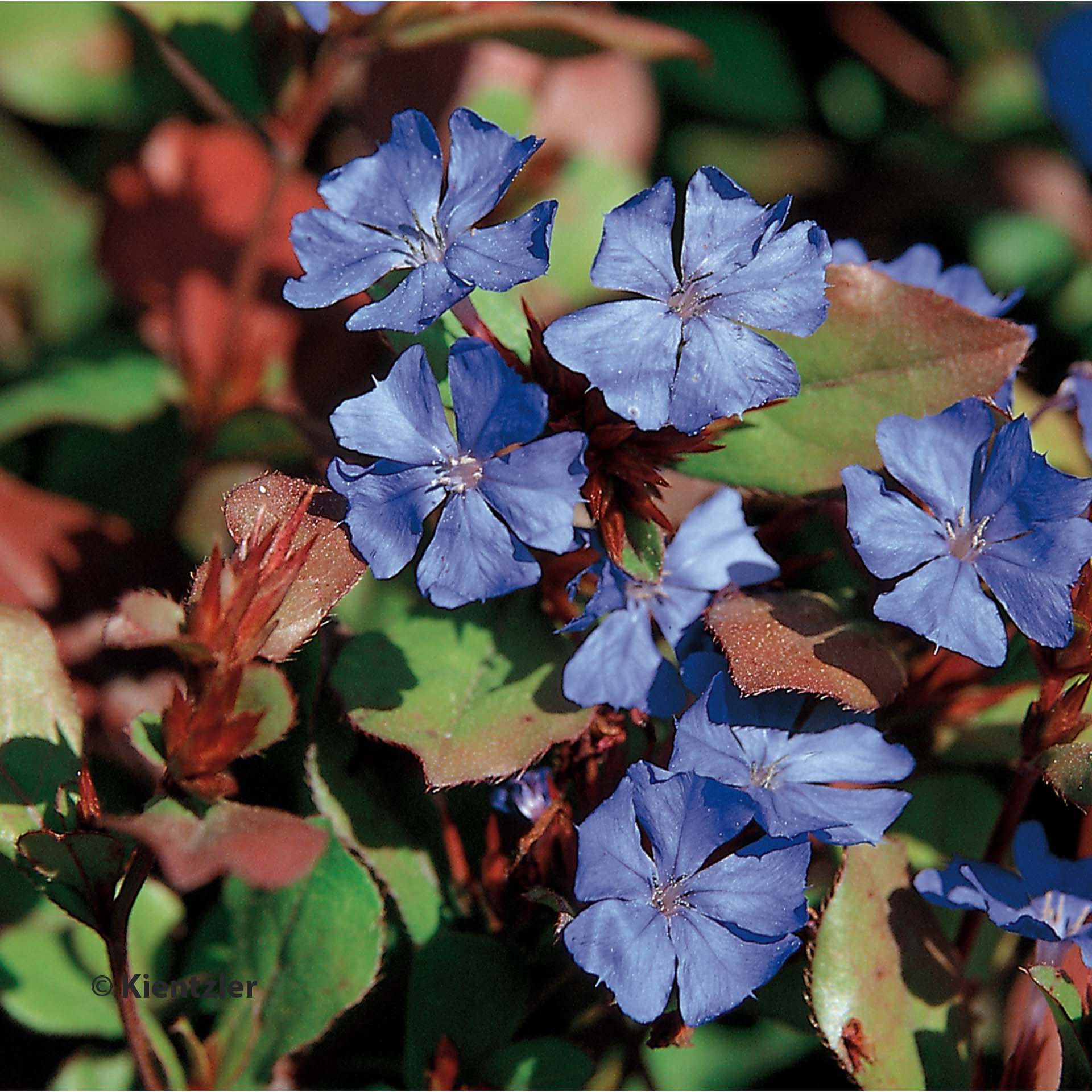 Blume, Blau, Kornblume, Petunie, Vieleblättrig