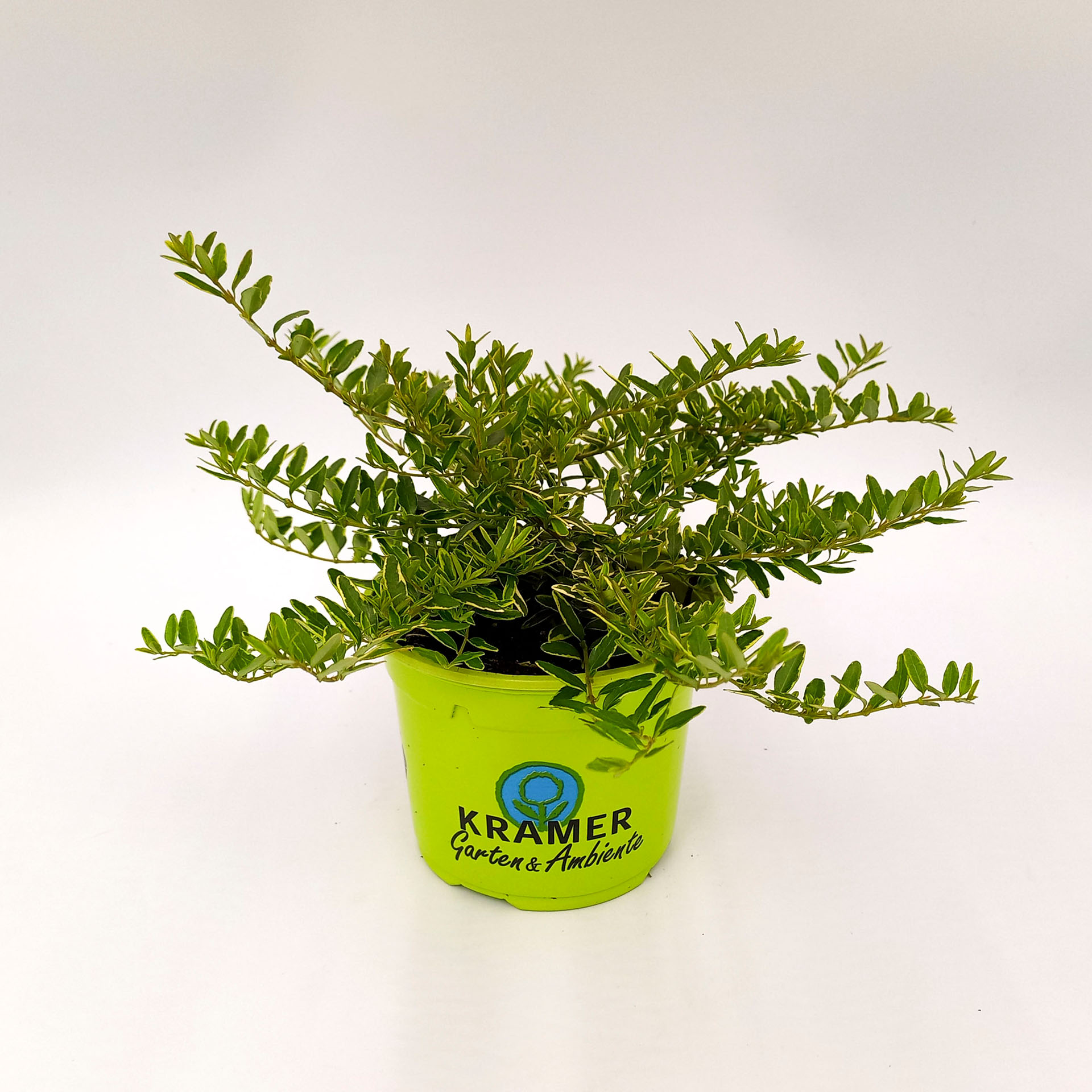 Gelbgrüne Heckenkirsche Lemon Queen