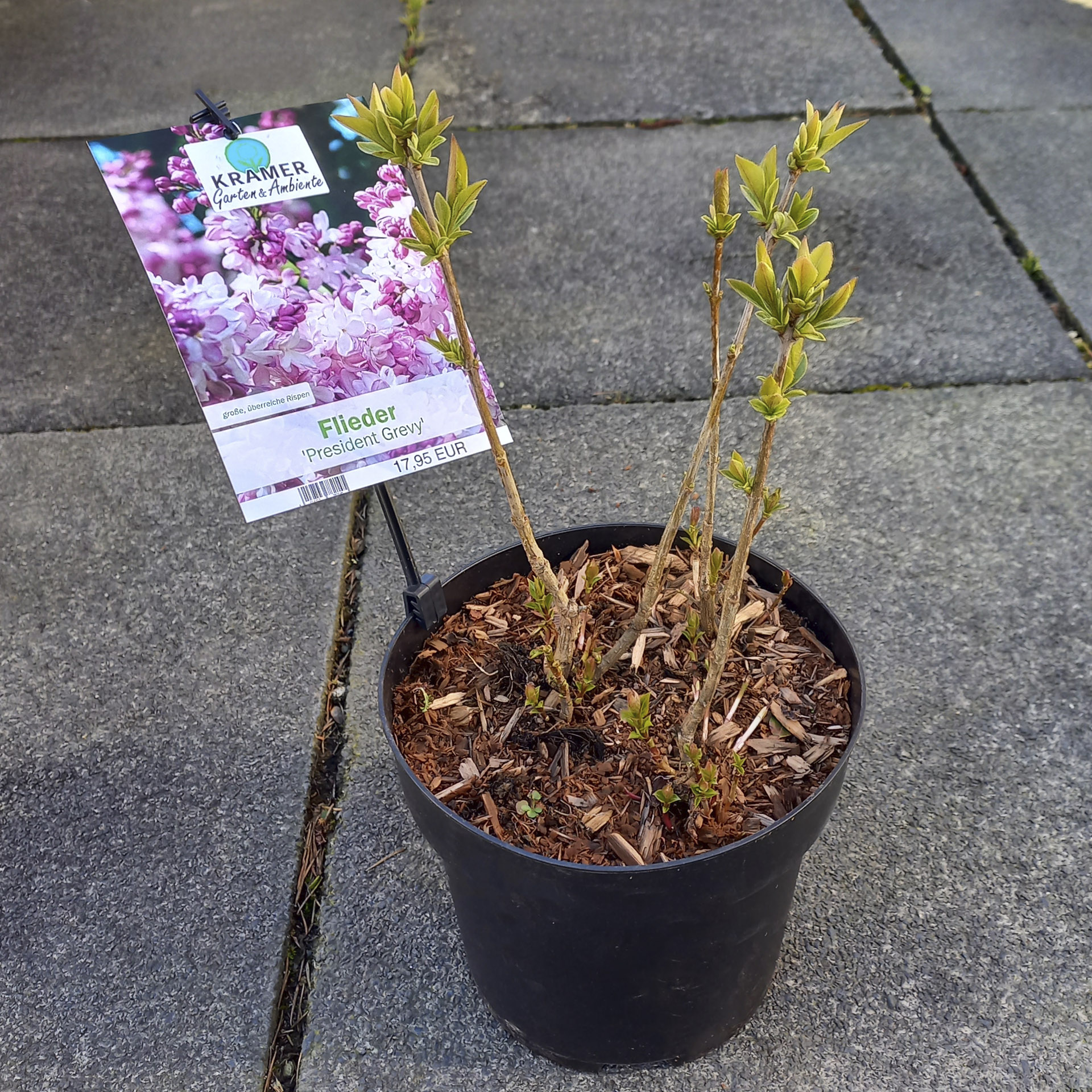 Pflanztopf mit edelflieder President Grevy und Pflanzenstecker